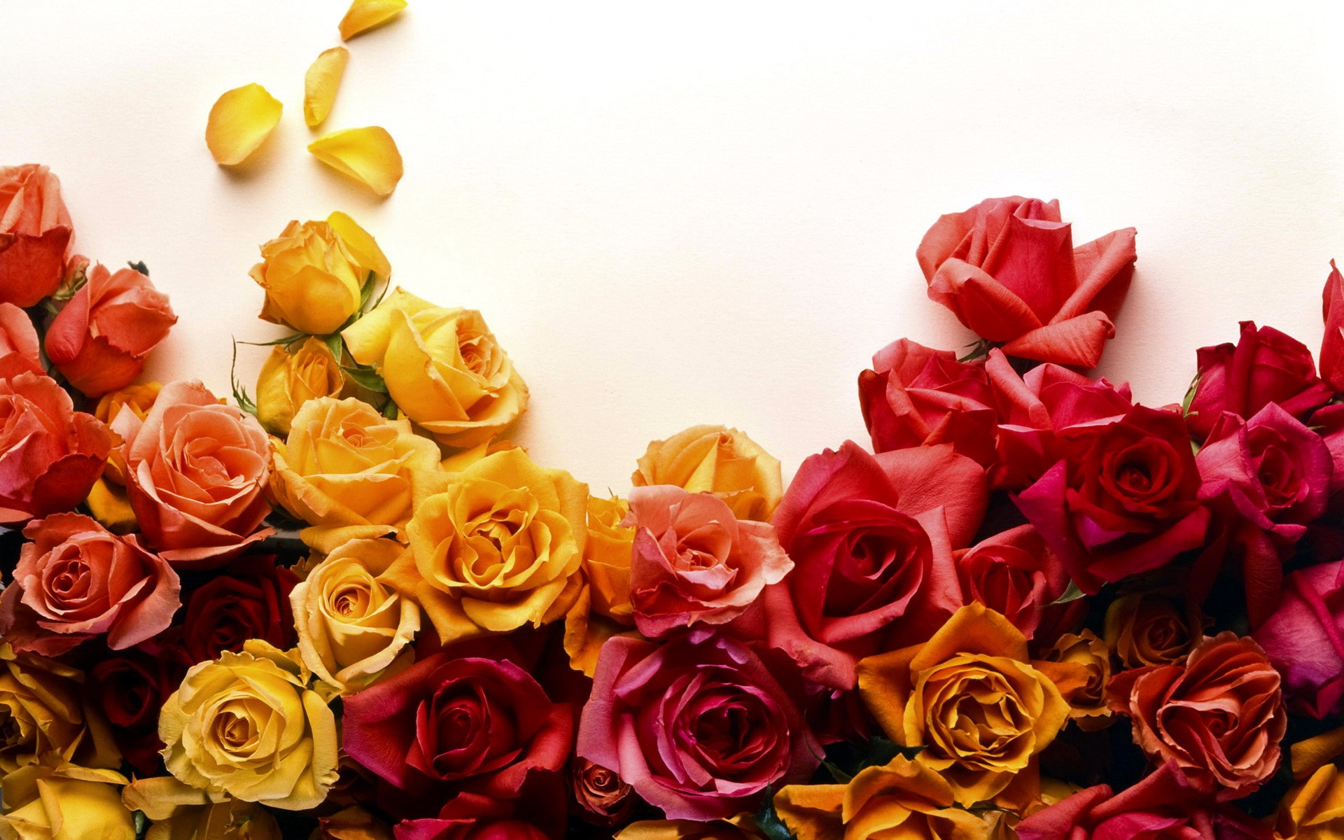 A collection of colorful roses HD Wallpaper