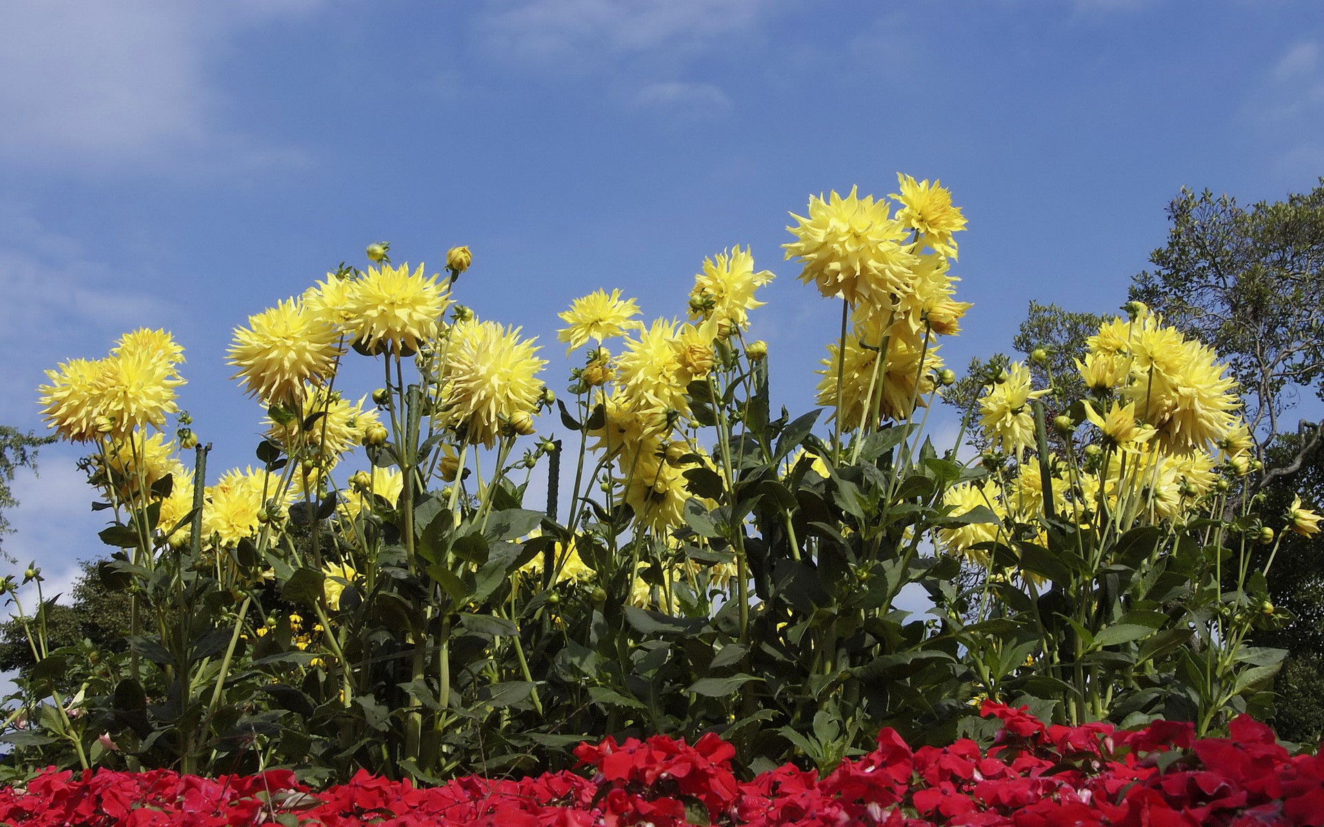 Yellow Dahlias and Red Flowers Under a Blue Sky HD Wallpaper