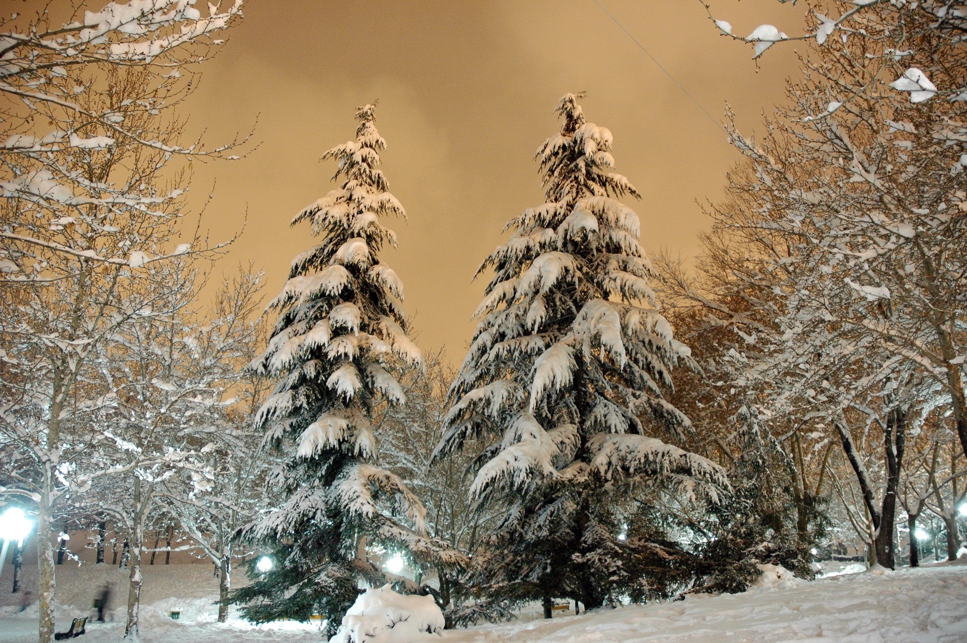 Snow-covered pine trees in a park at night HD Wallpaper