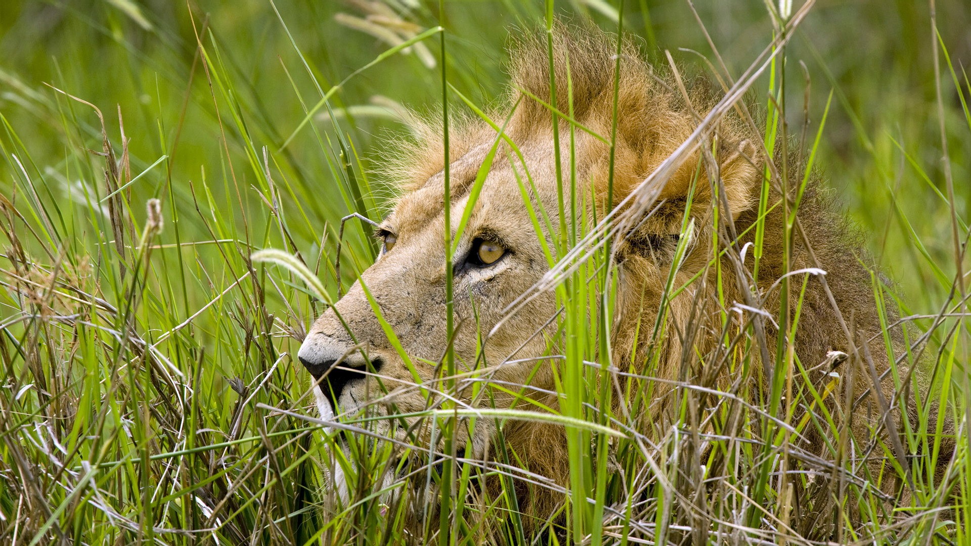 Lion peeking through tall green grass HD Wallpaper