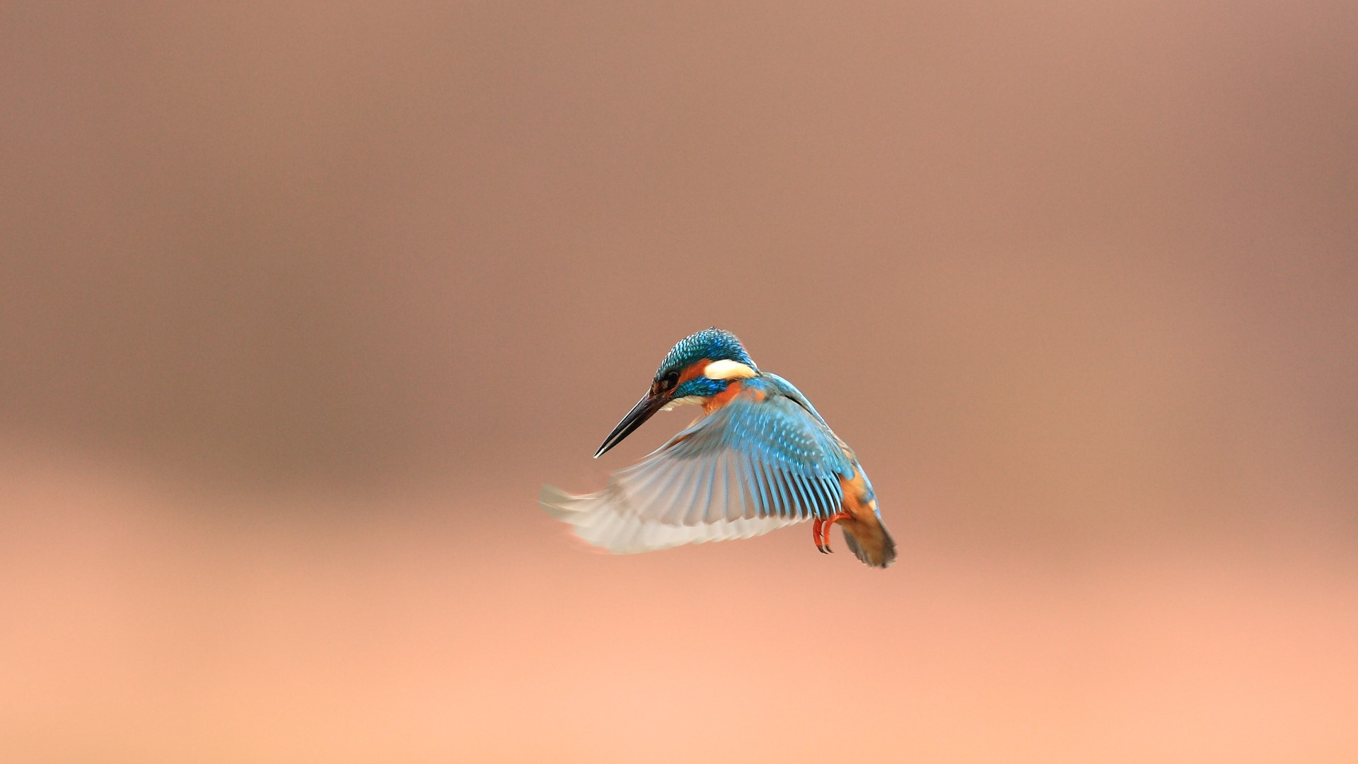 A kingfisher in flight HD Wallpaper