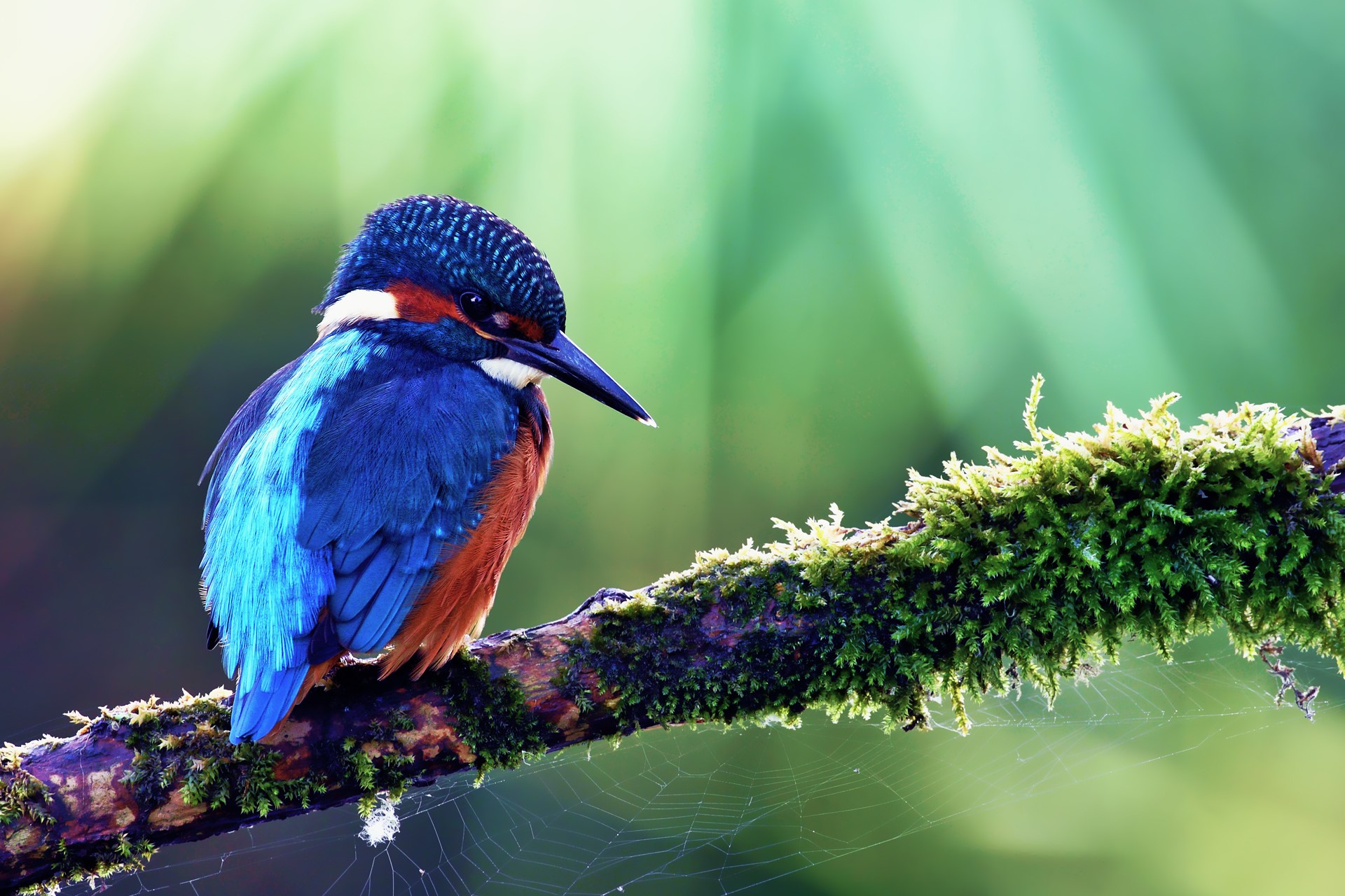 Kingfisher perched on a mossy branch HD Wallpaper