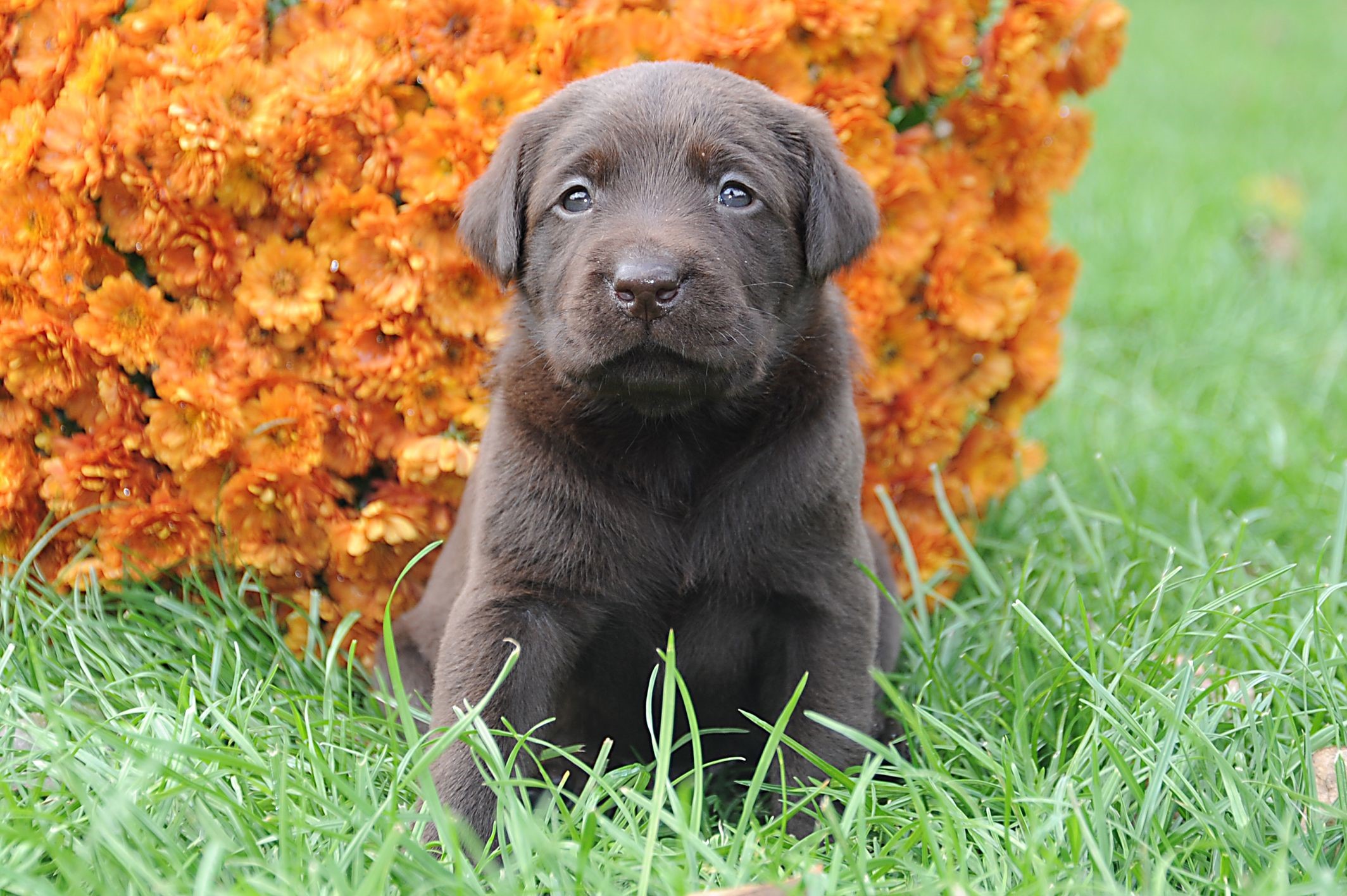 Chocolate Labrador puppy sitting in grass with orange flowers HD Wallpaper