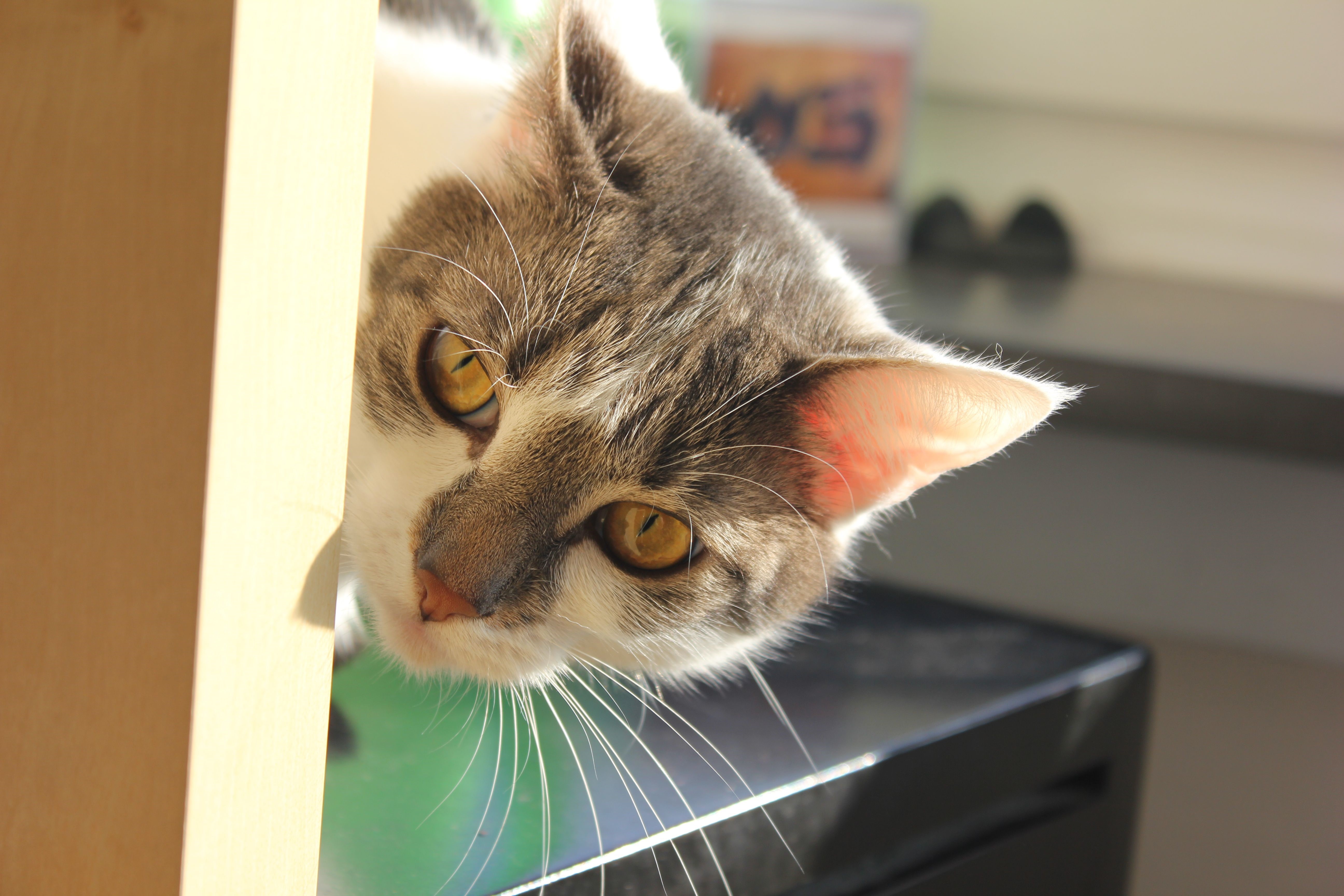 Cat with yellow eyes peeking from behind a wooden surface HD Wallpaper