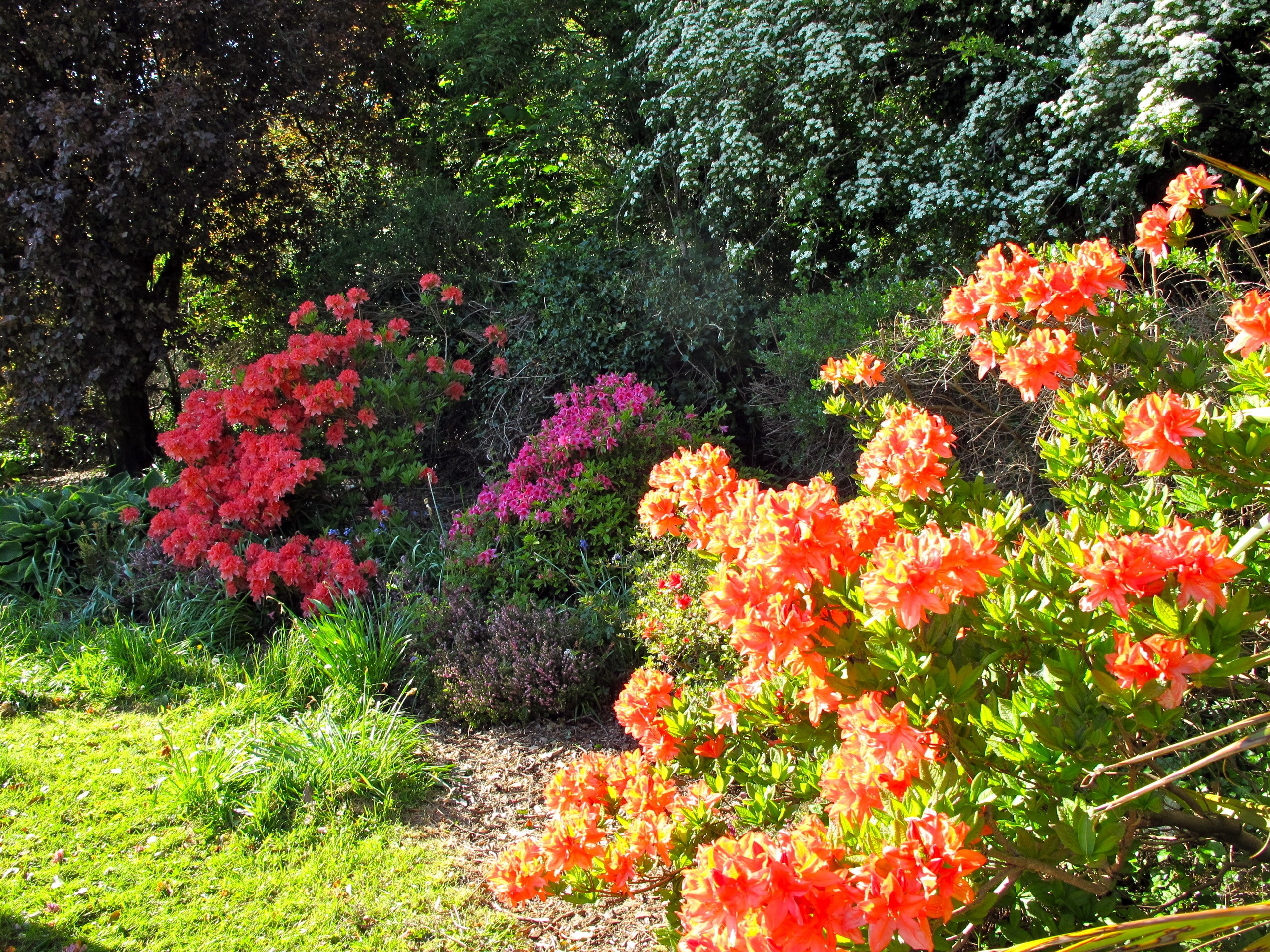 Rhododendrons in a garden HD Wallpaper