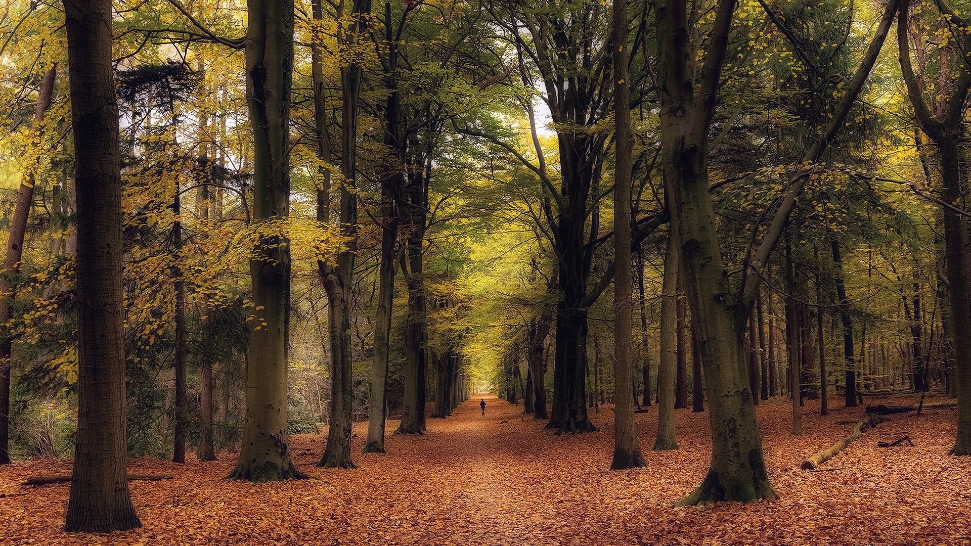 Person walking on a path in an autumn forest HD Wallpaper