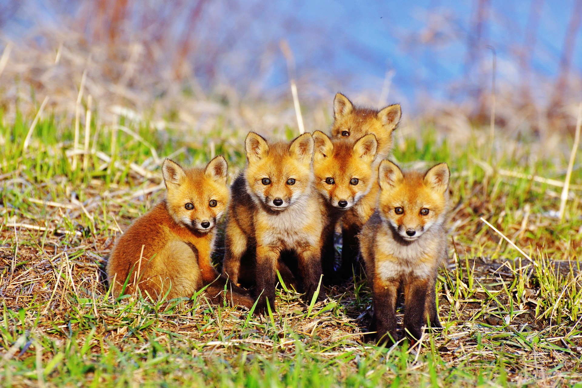 Five young foxes in the grass HD Wallpaper