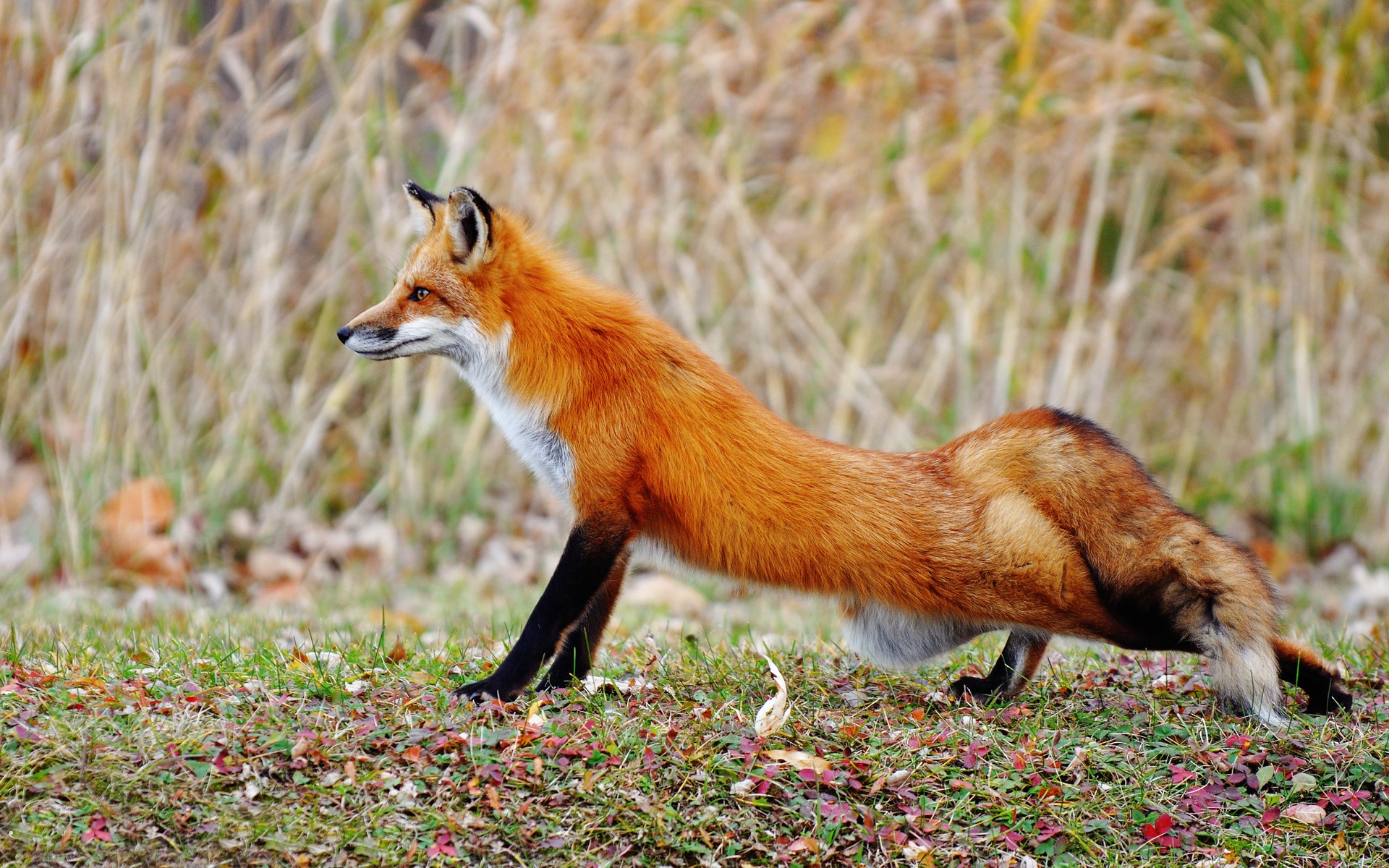 Red fox stretching in a grassy field HD Wallpaper