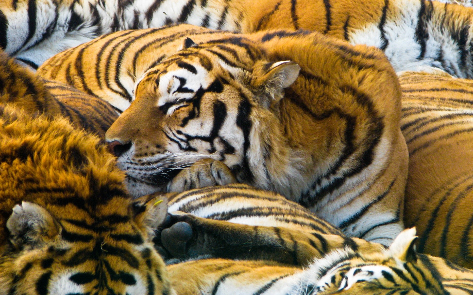 A group of tigers sleeping closely together HD Wallpaper