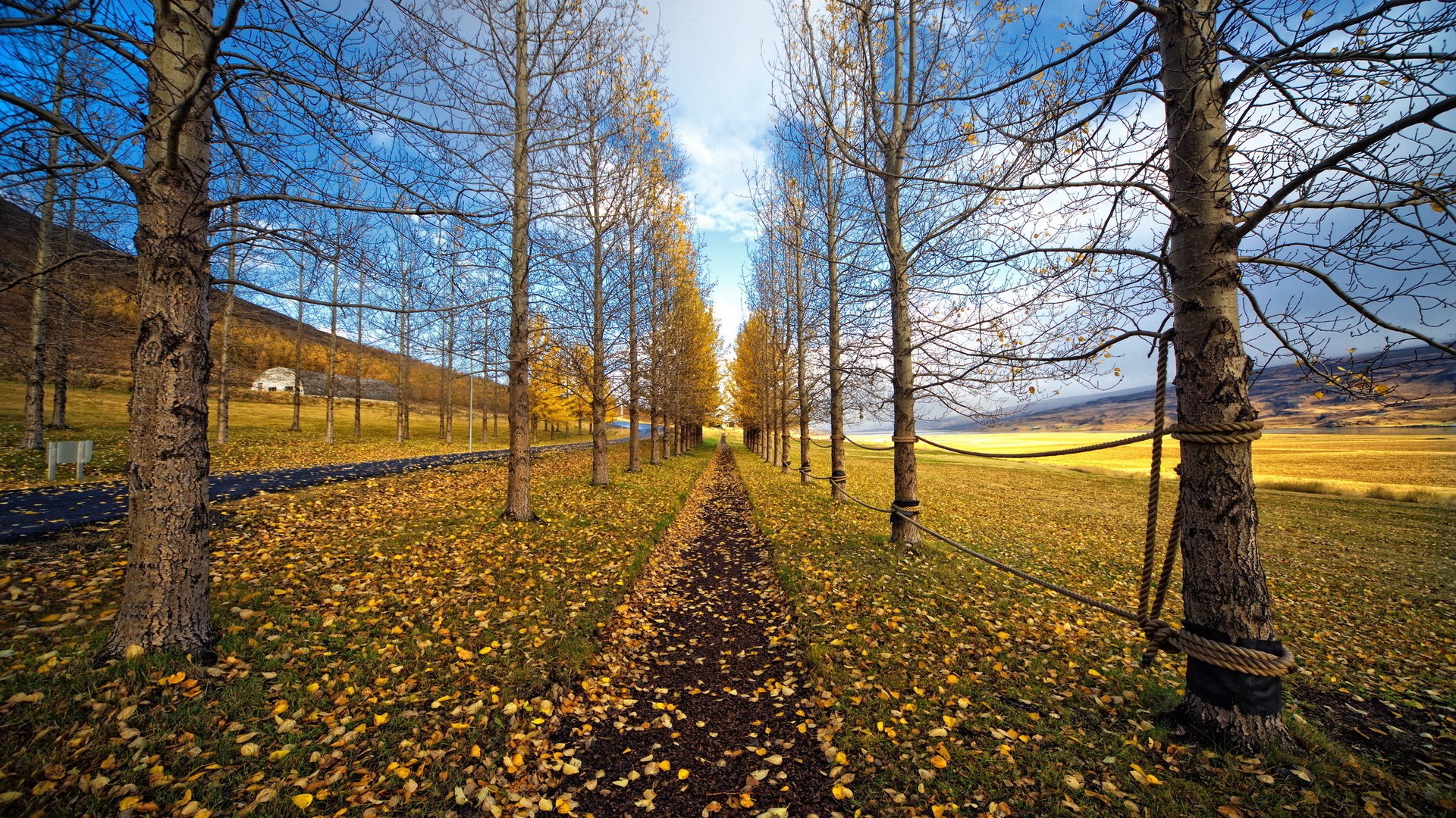 Autumn path lined with trees and fallen leaves HD Wallpaper