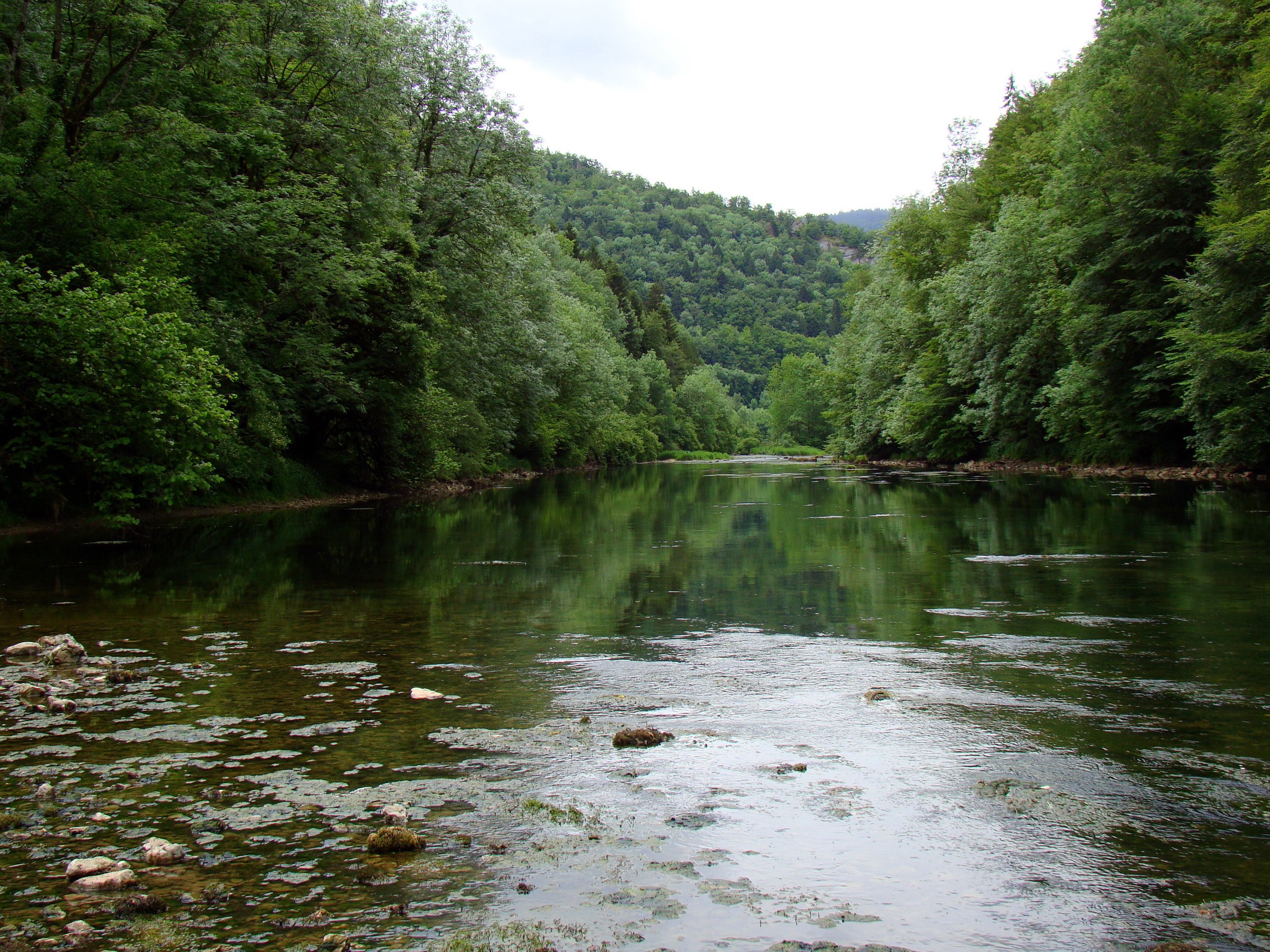 River flowing through a forest in Switzerland HD Wallpaper