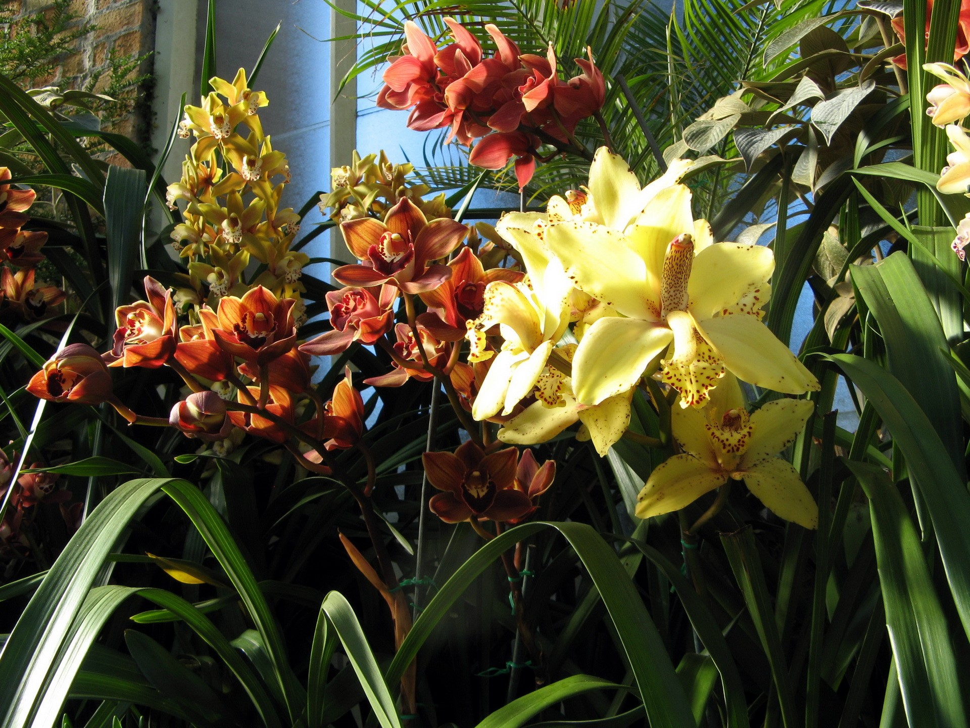 Orchids in a greenhouse HD Wallpaper