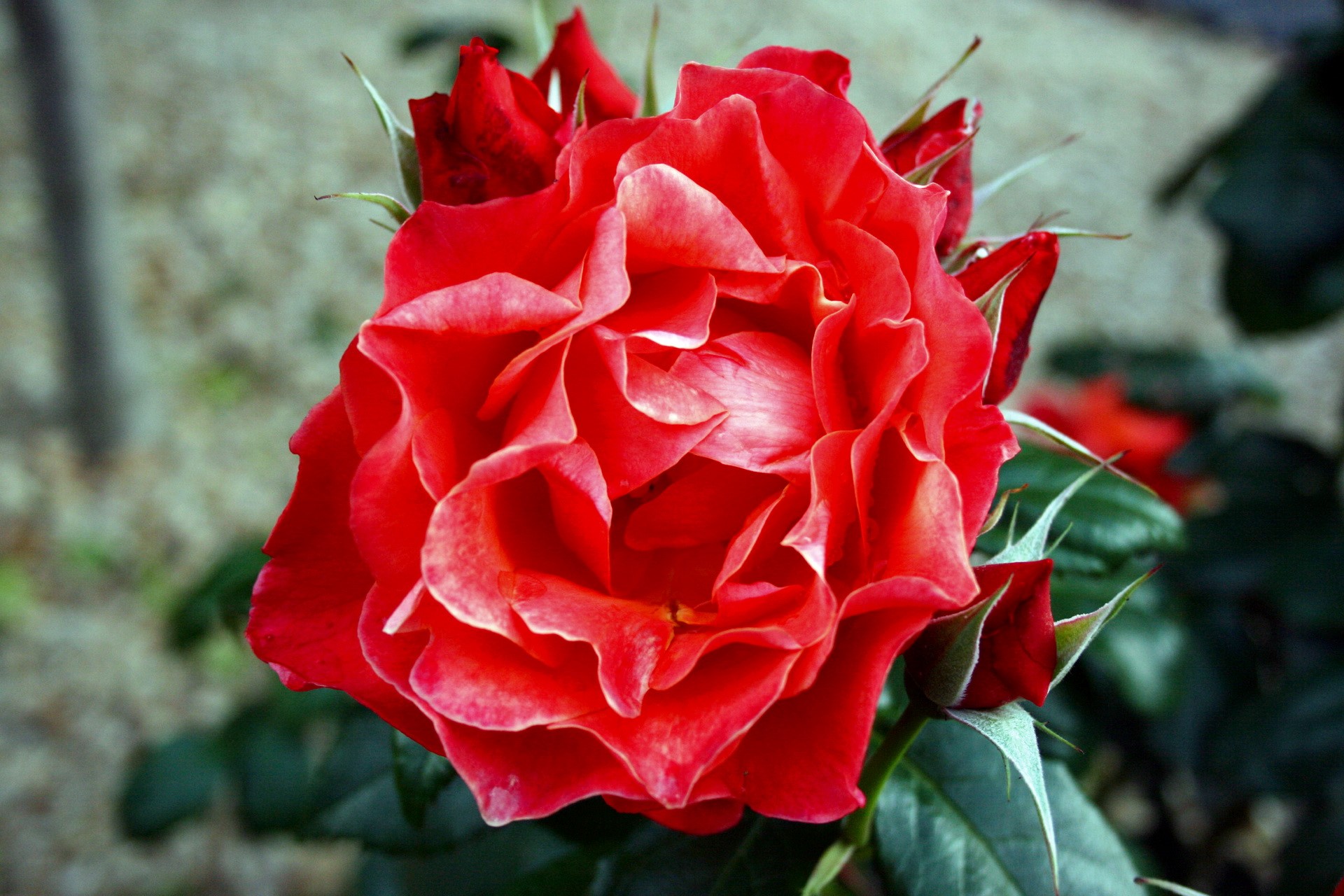 Close-up of a red rose in bloom HD Wallpaper
