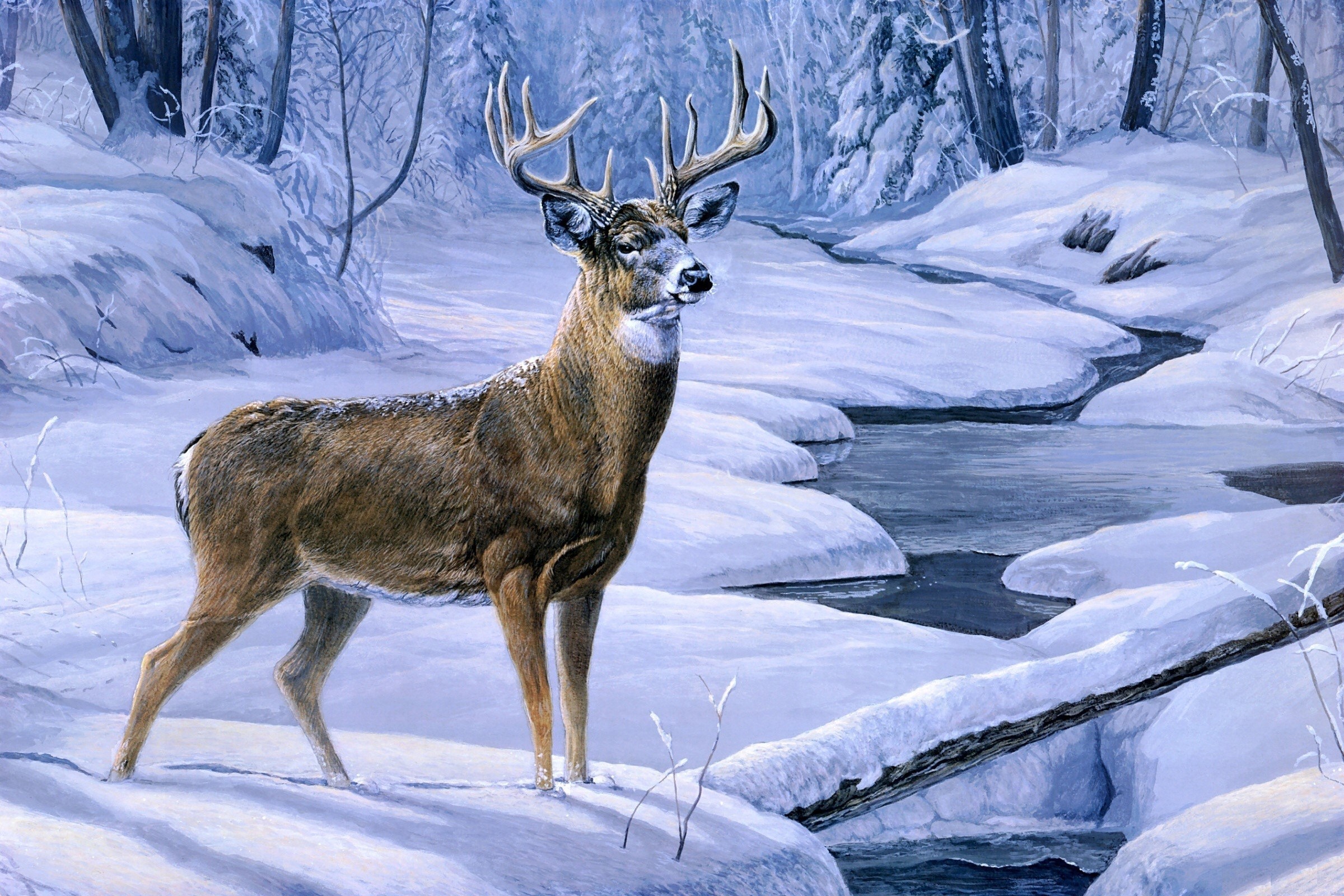 Deer with antlers in a snowy forest HD Wallpaper