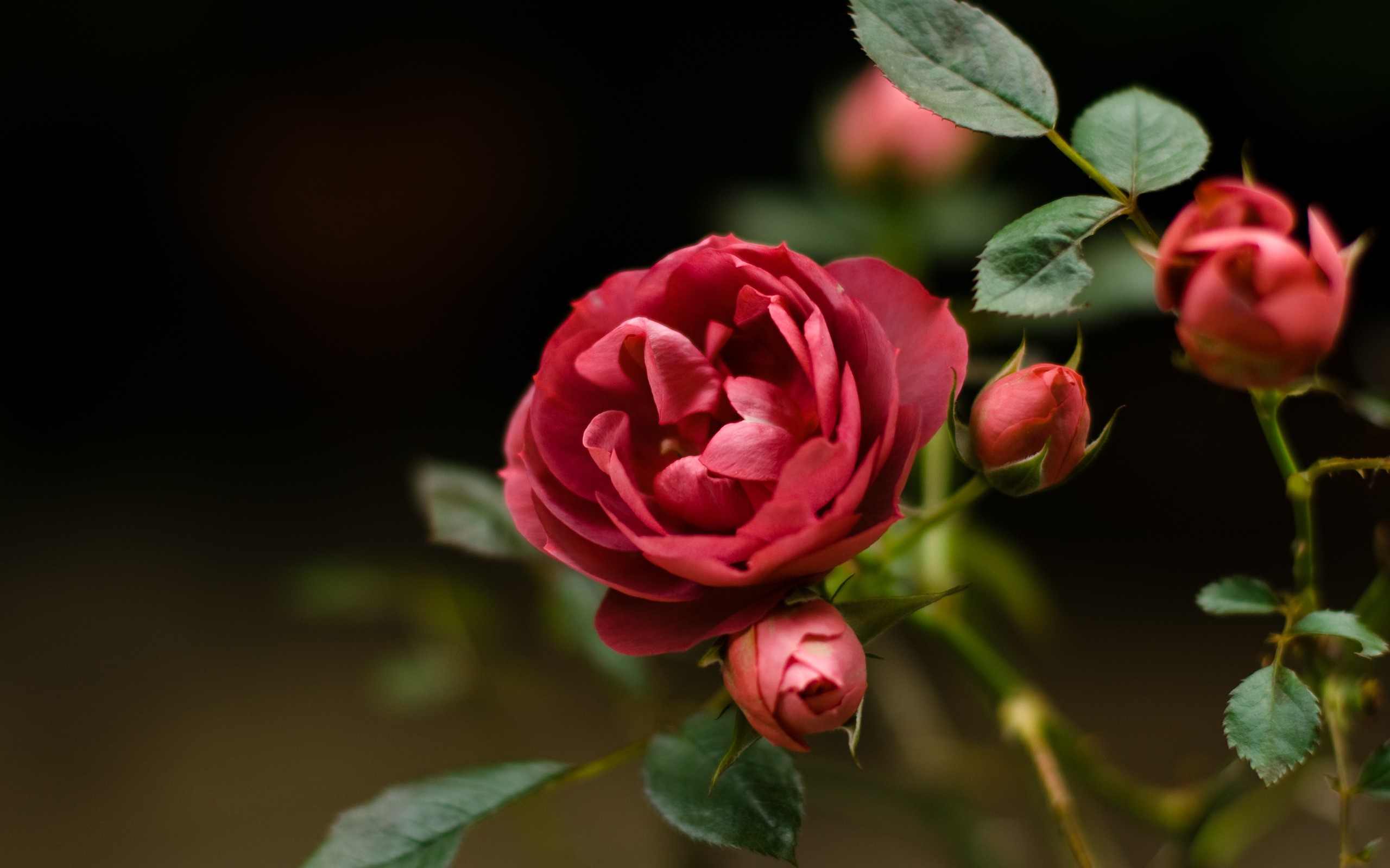 Red roses and buds on a dark background HD Wallpaper