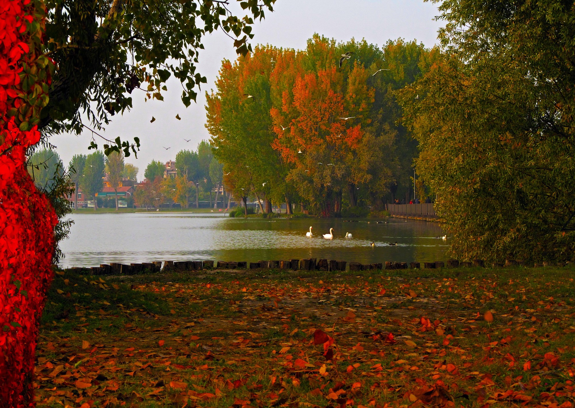 Lake in Italy with autumn trees and swans HD Wallpaper