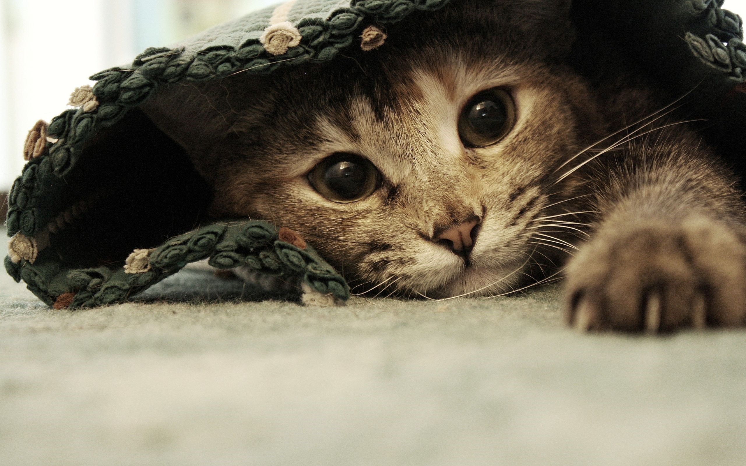 Kitten peeking out from under a blanket HD Wallpaper