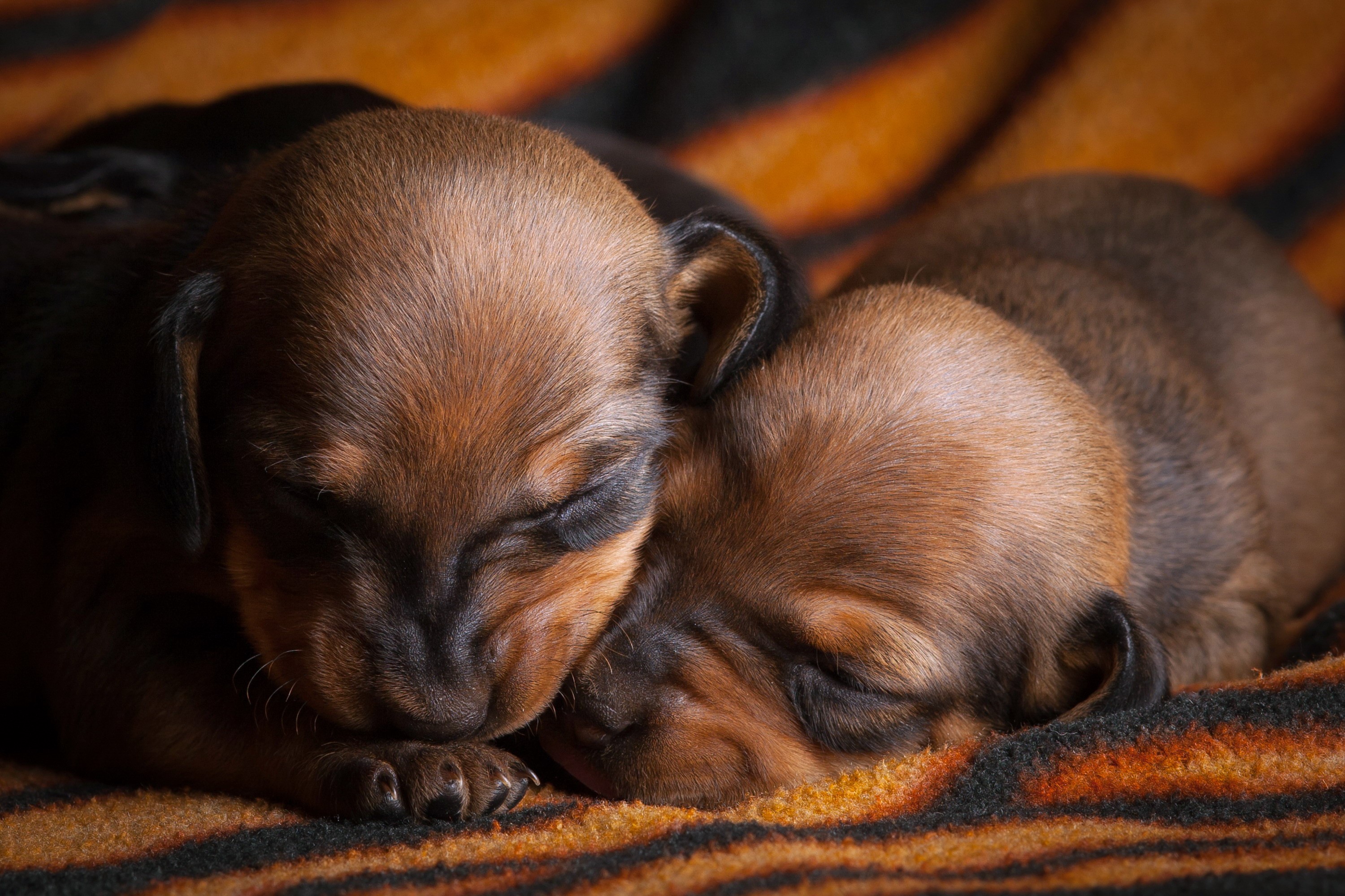 Two Dachshund puppies sleeping on a blanket HD Wallpaper