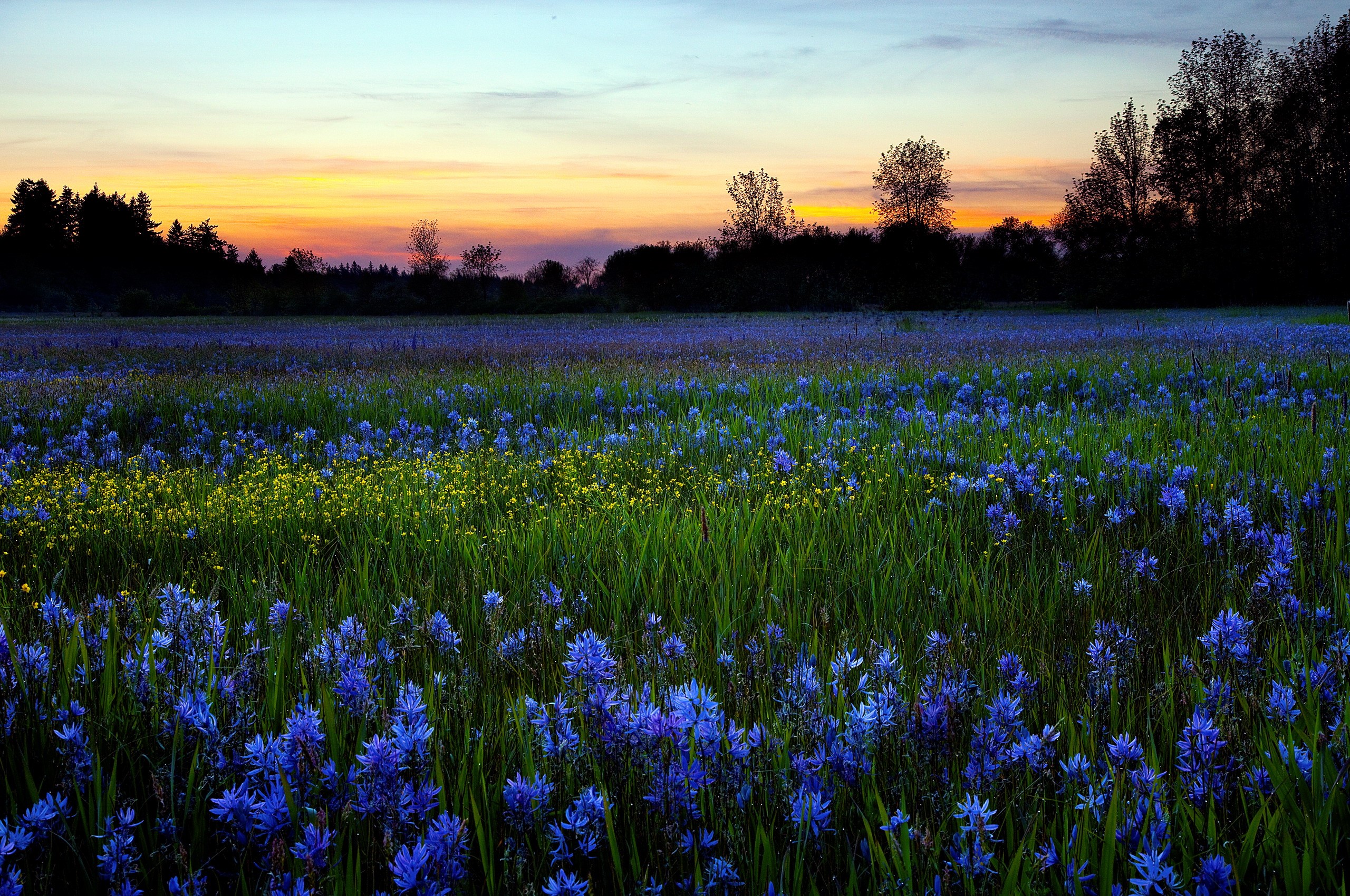 Field of blue and yellow flowers at sunset HD Wallpaper