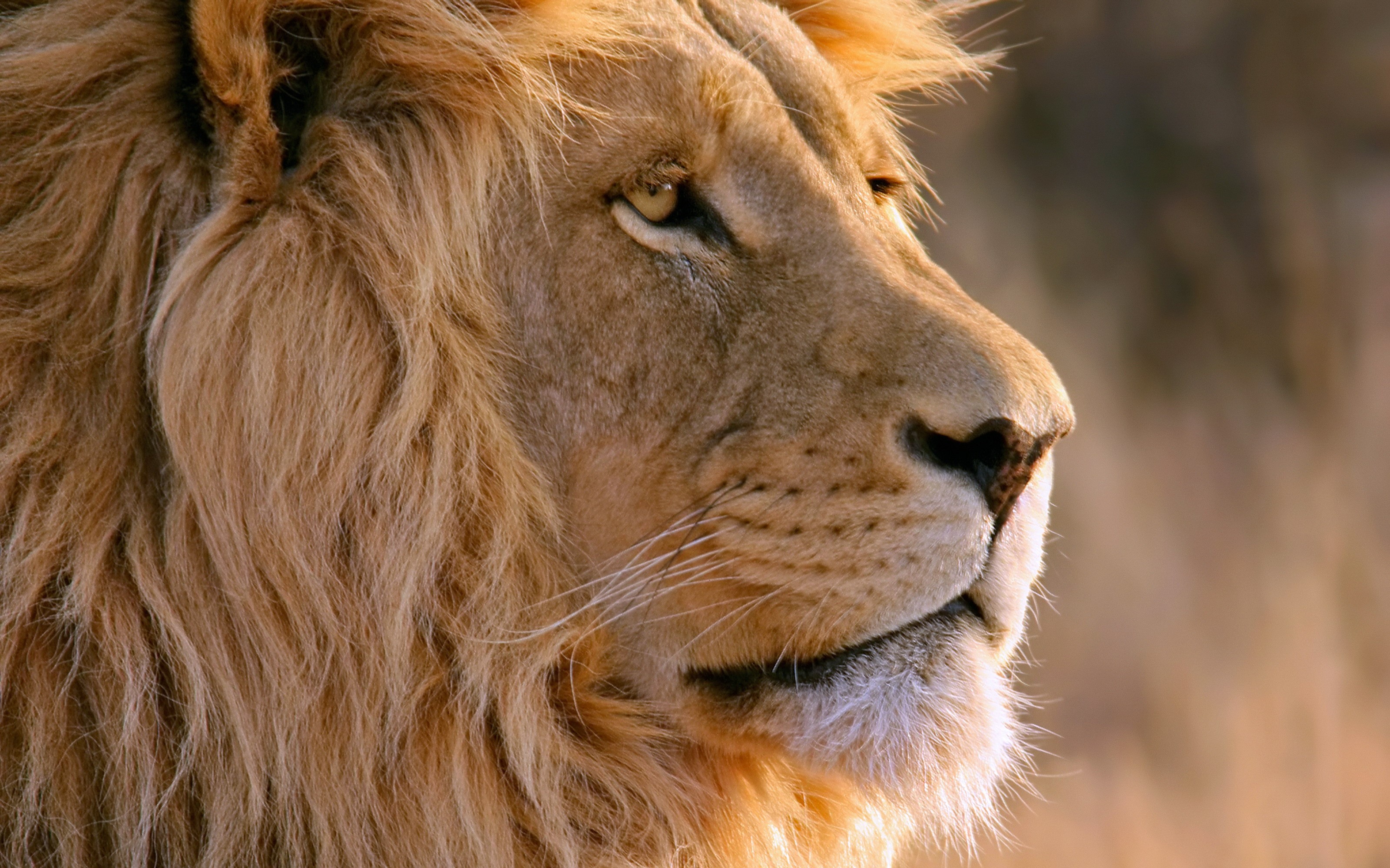 Close-up of a male lion's head in profile HD Wallpaper