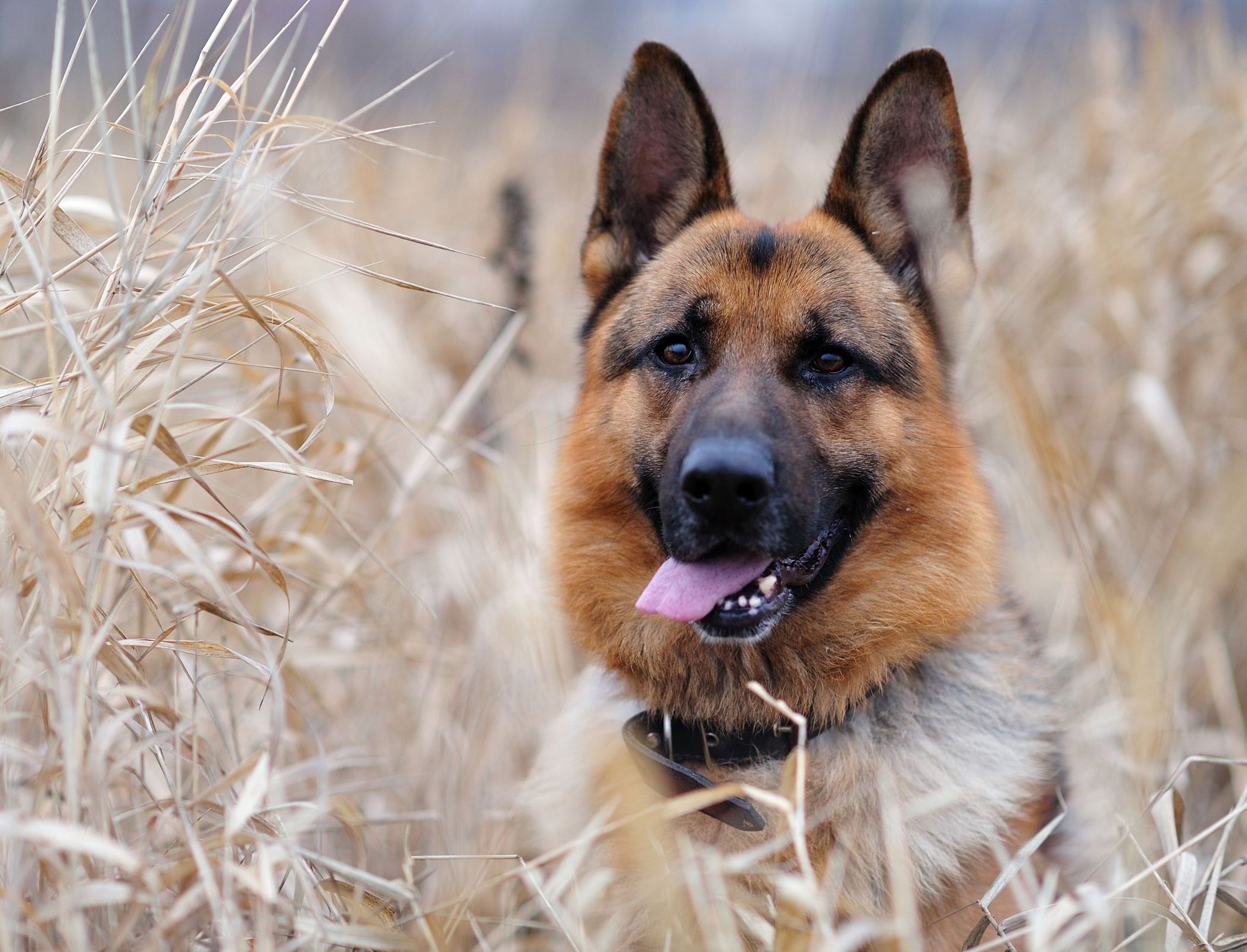 German Shepherd dog in dry grass HD Wallpaper