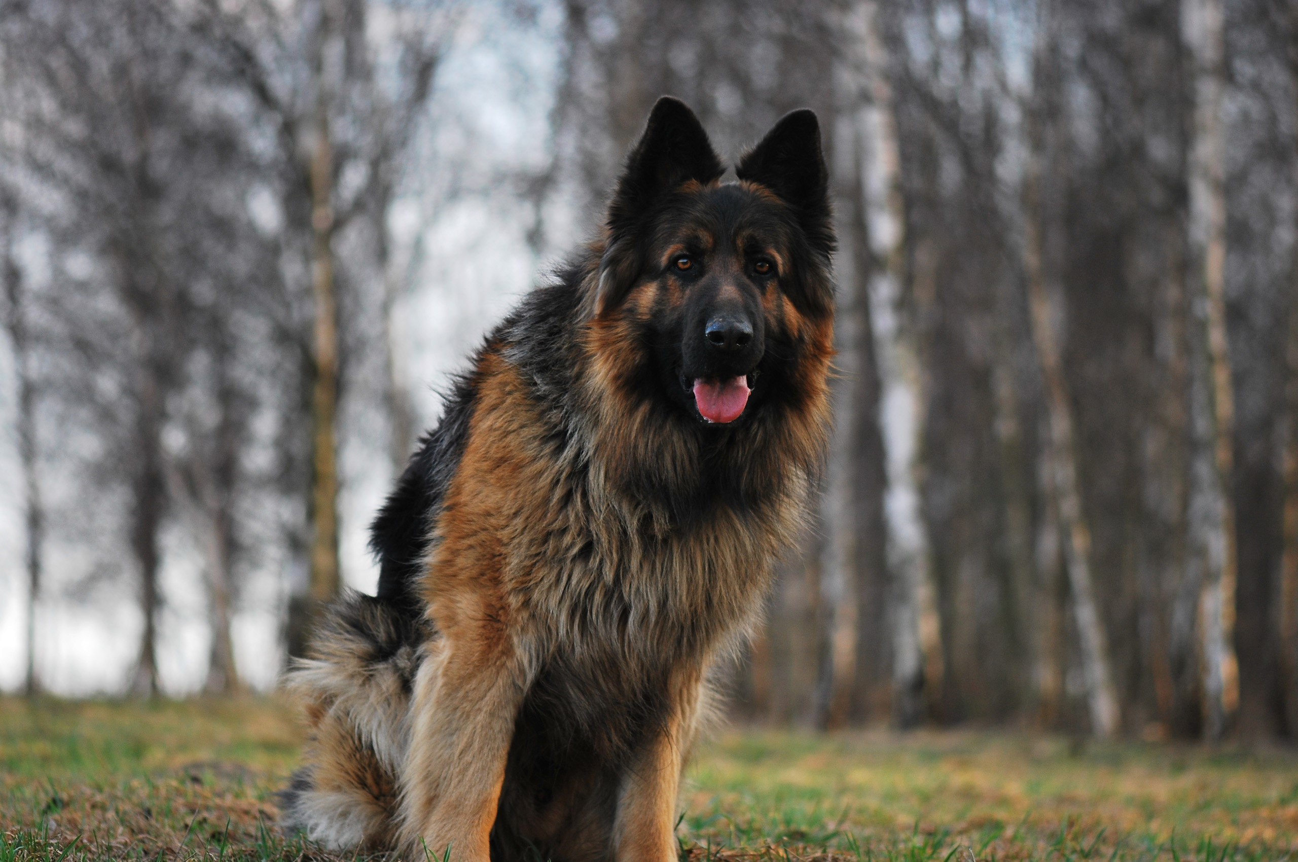 Long-haired German Shepherd sitting in a field HD Wallpaper