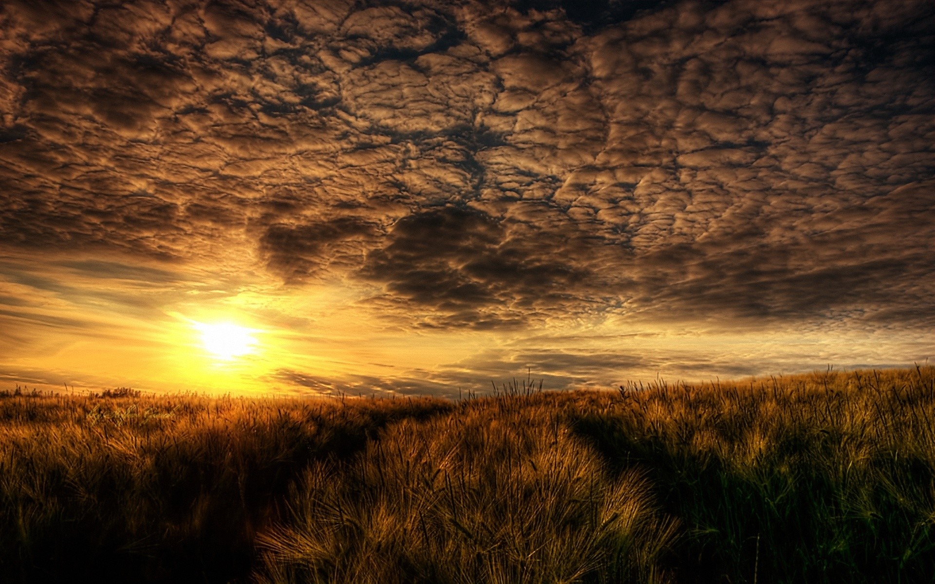 Sunset over a field of wheat HD Wallpaper