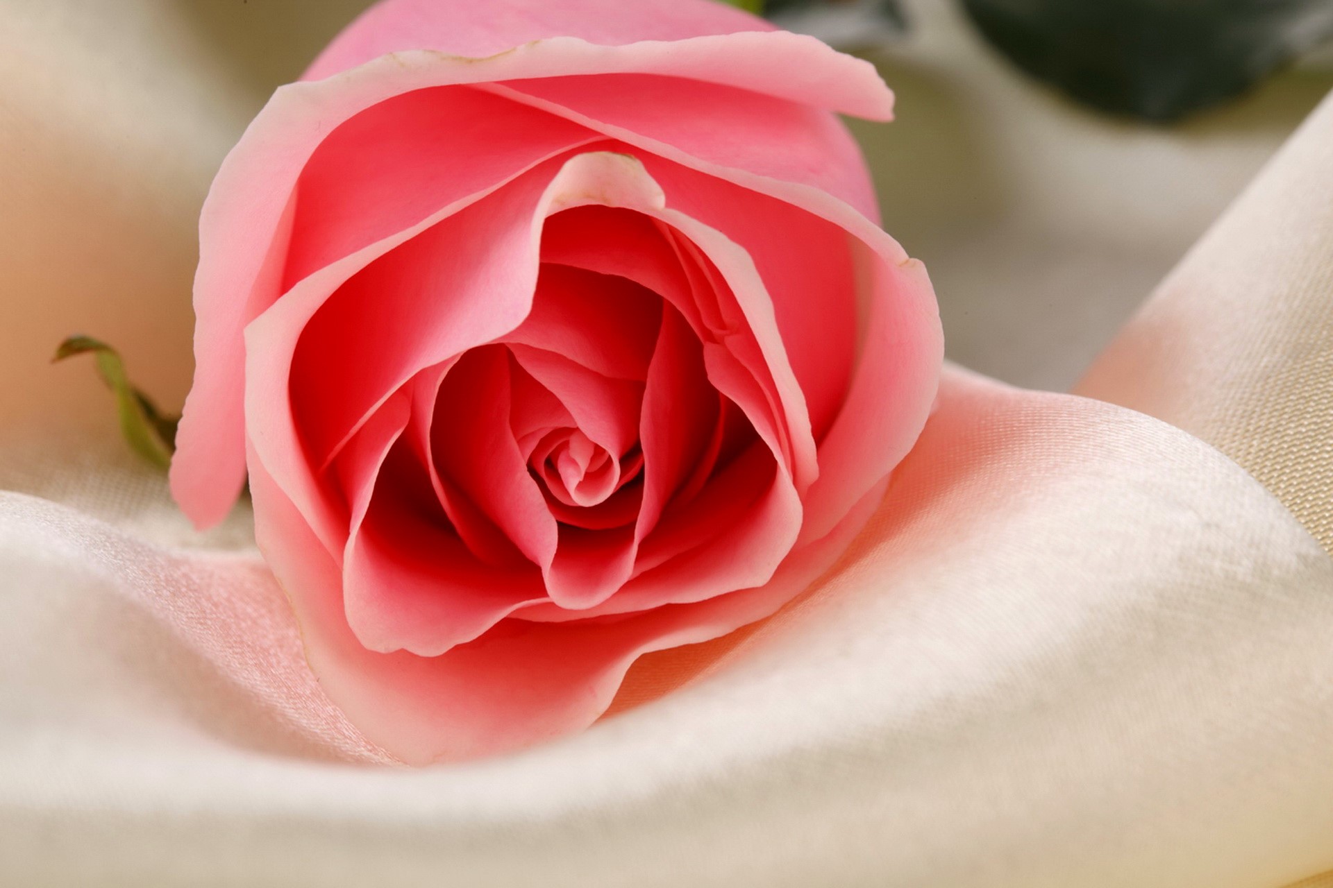 Pink rose on cream fabric HD Wallpaper