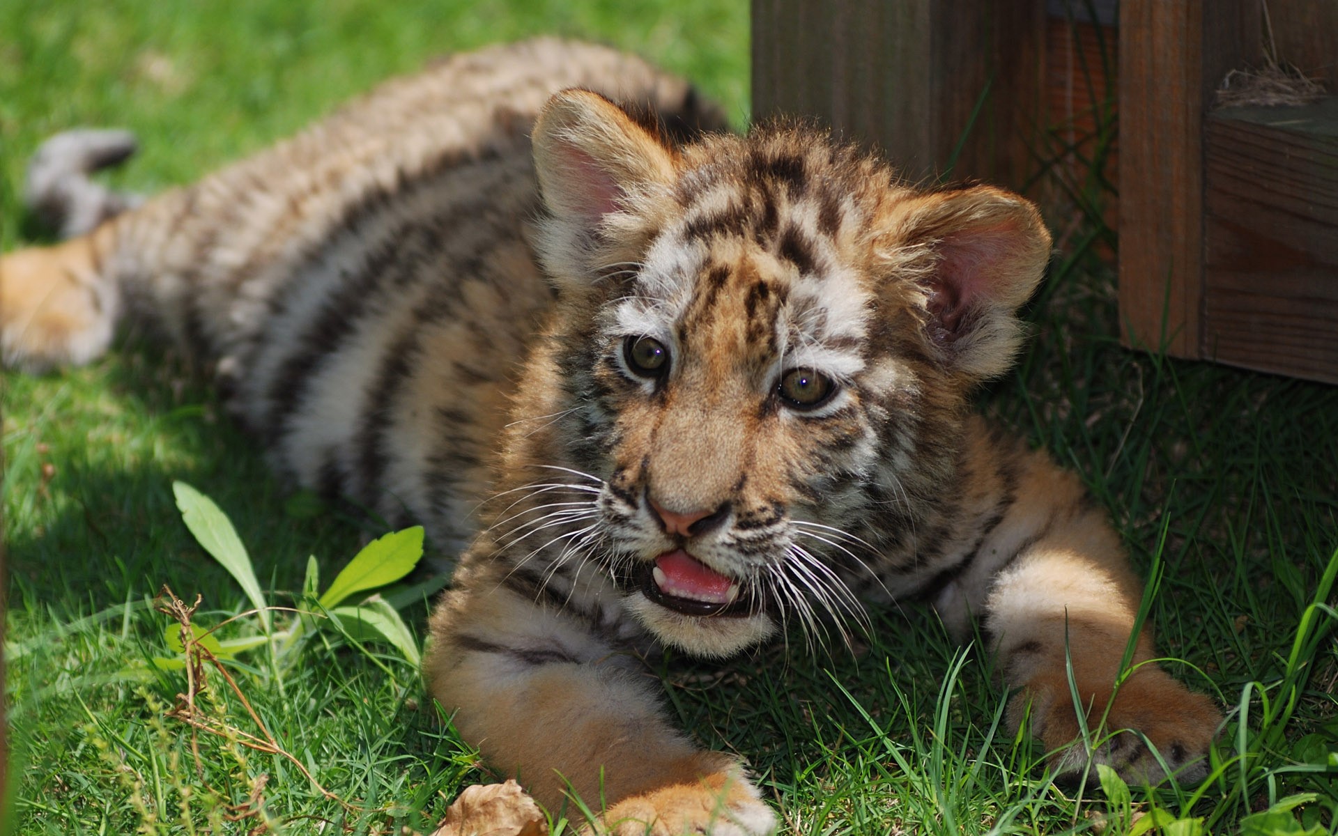 Tiger cub lying on grass HD Wallpaper