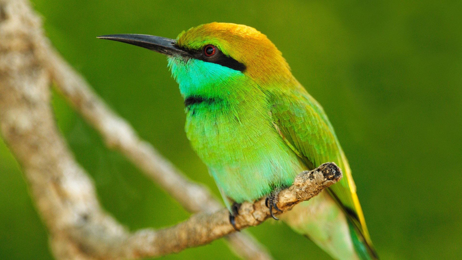 Green Bee-eater bird perched on a branch HD Wallpaper