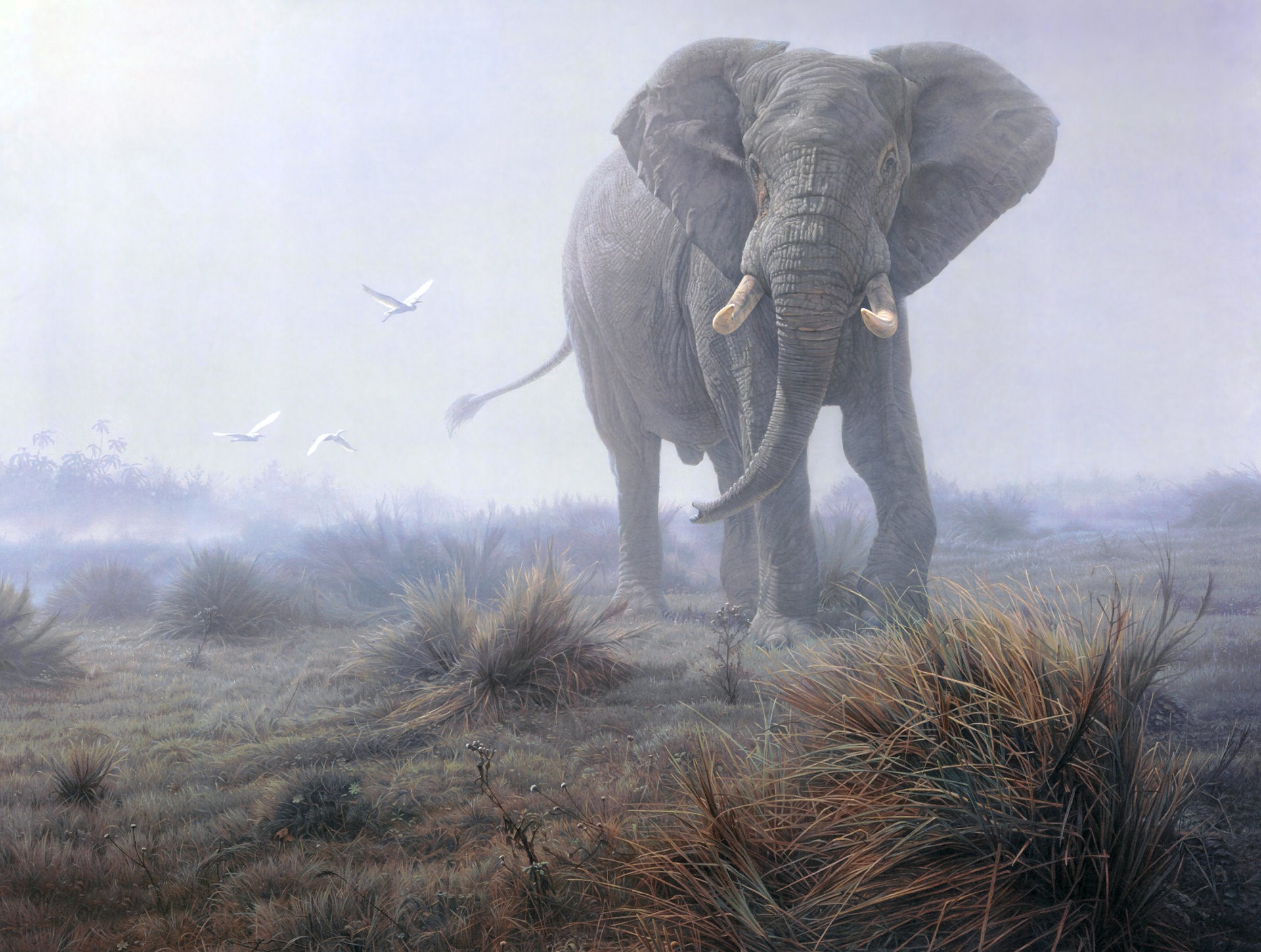 Elephant and birds in a misty landscape HD Wallpaper