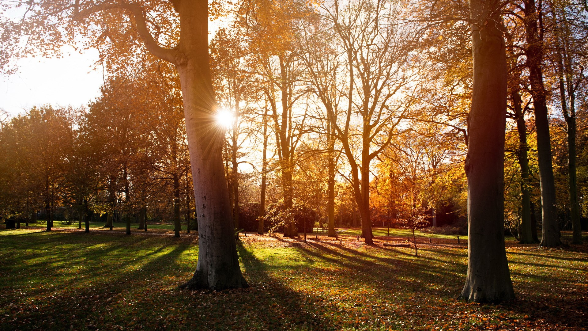 Sunlight filtering through trees in an autumn park HD Wallpaper