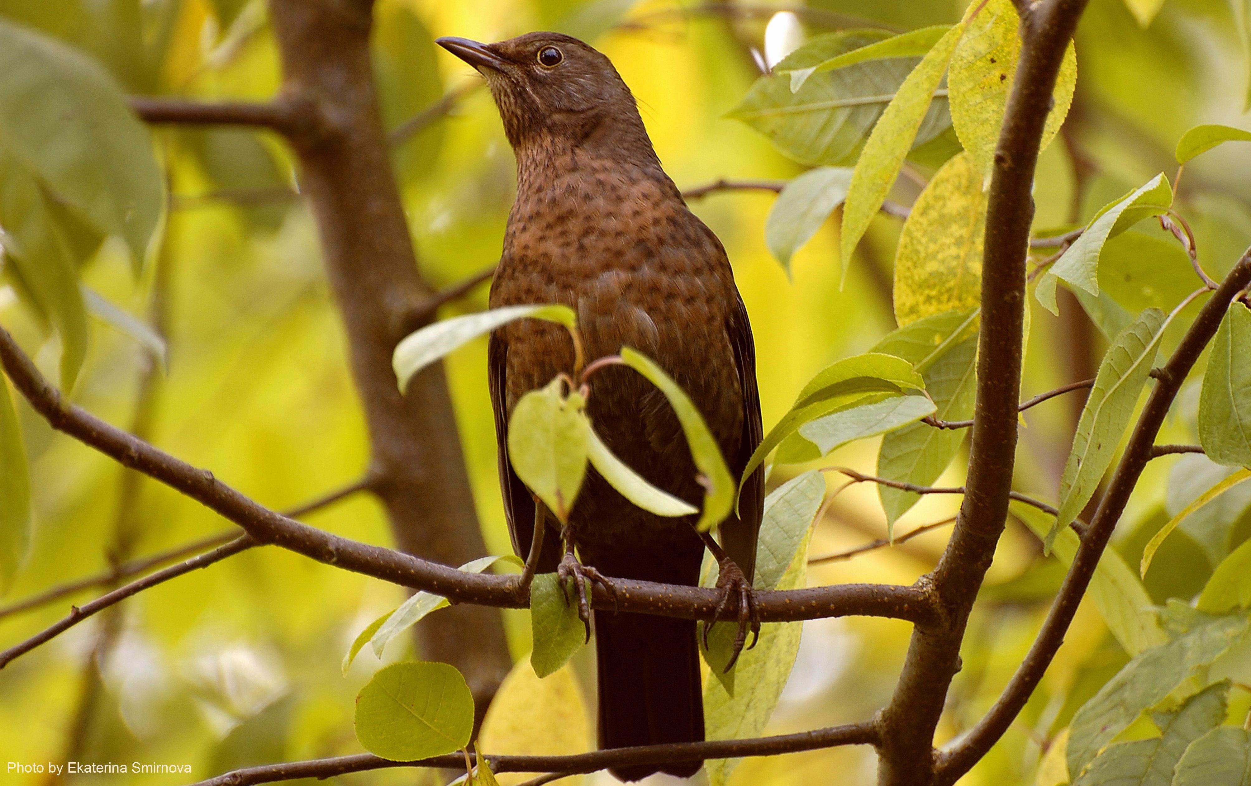 Brown bird perched on a tree branch HD Wallpaper