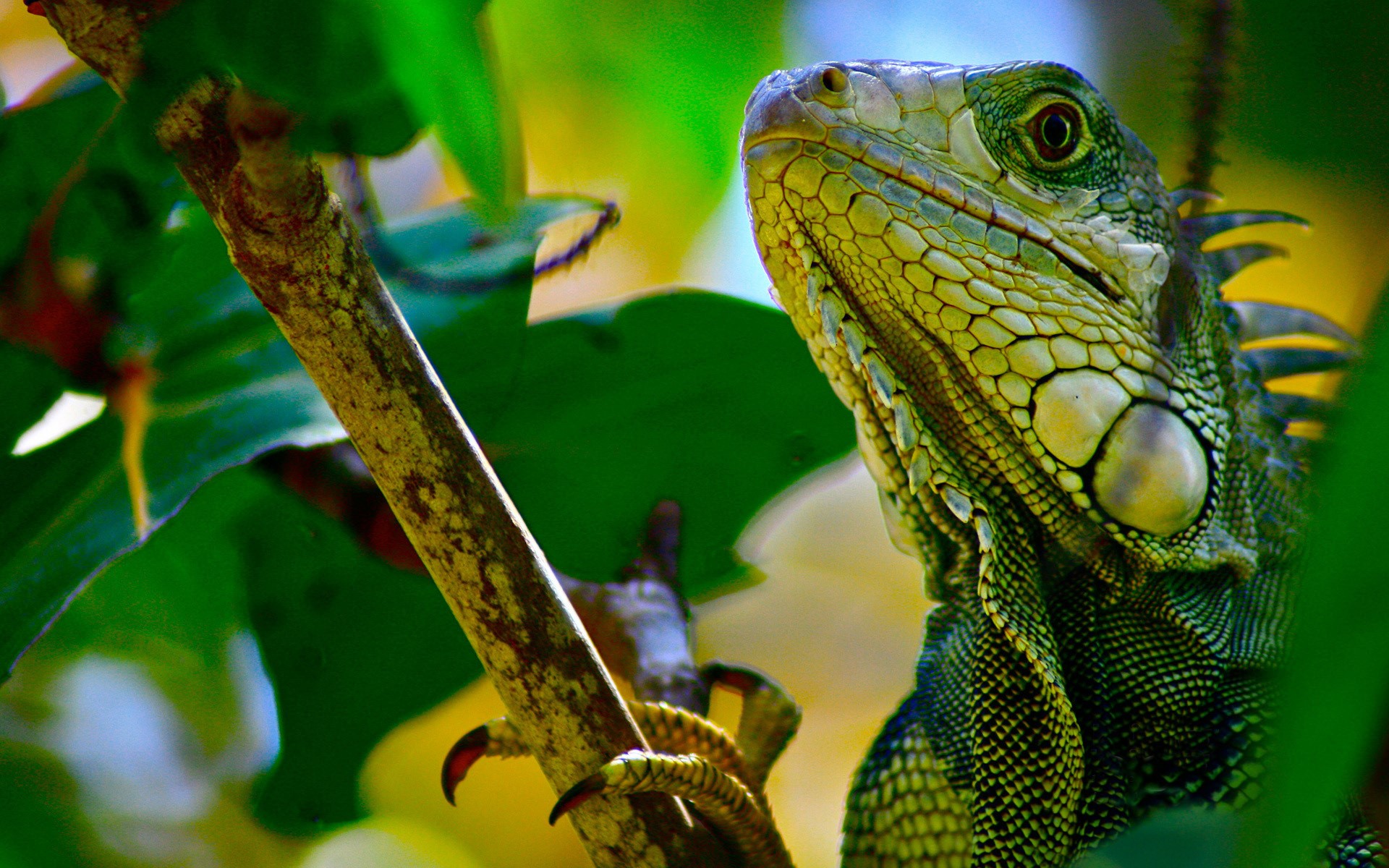 Green iguana perched on a tree branch HD Wallpaper