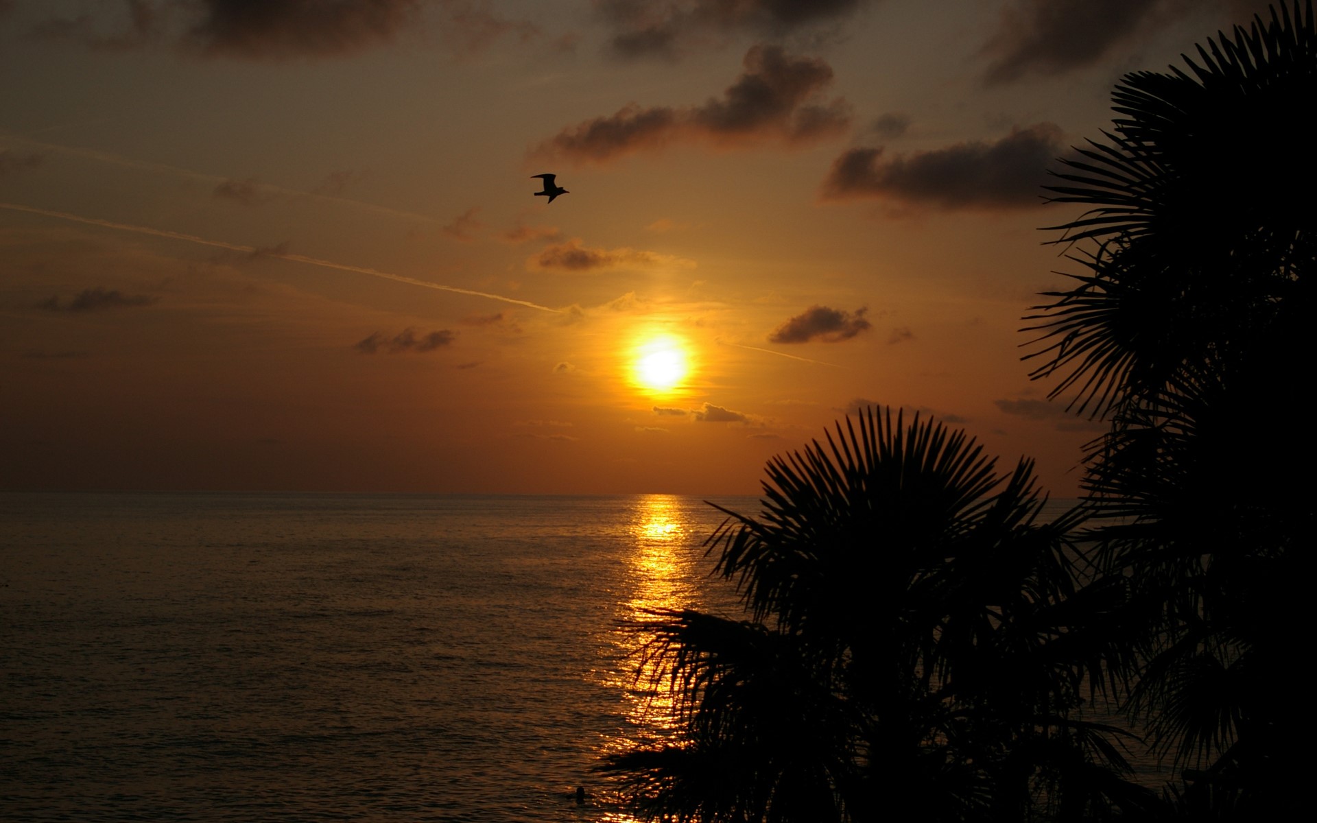 Sunset over the ocean with palm trees and a bird HD Wallpaper