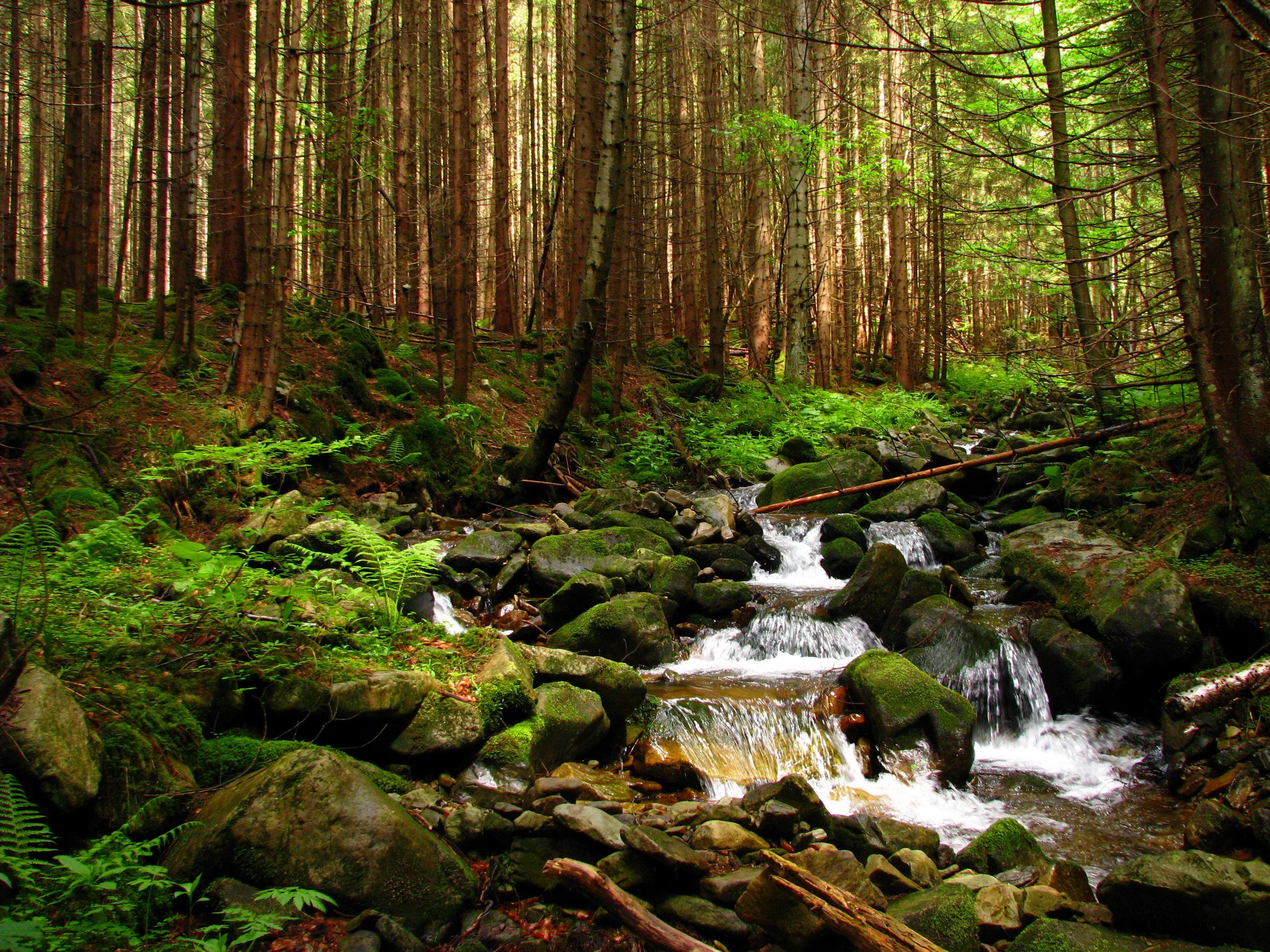 Forest stream with mossy rocks and trees HD Wallpaper