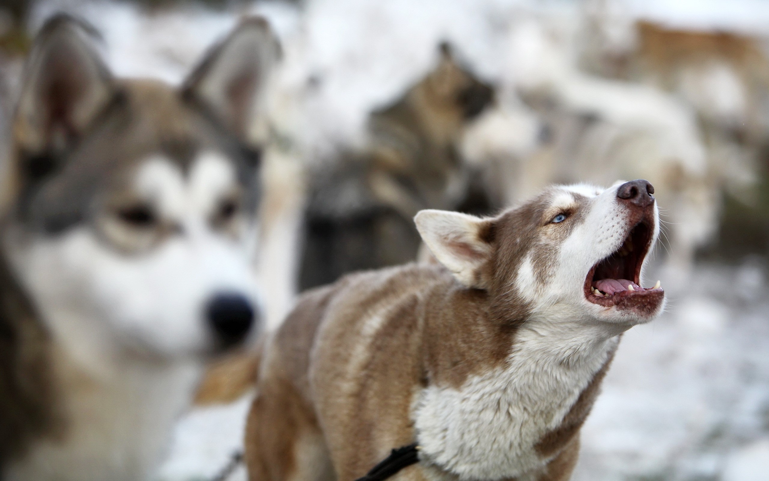 Husky dogs howling in the snow HD Wallpaper