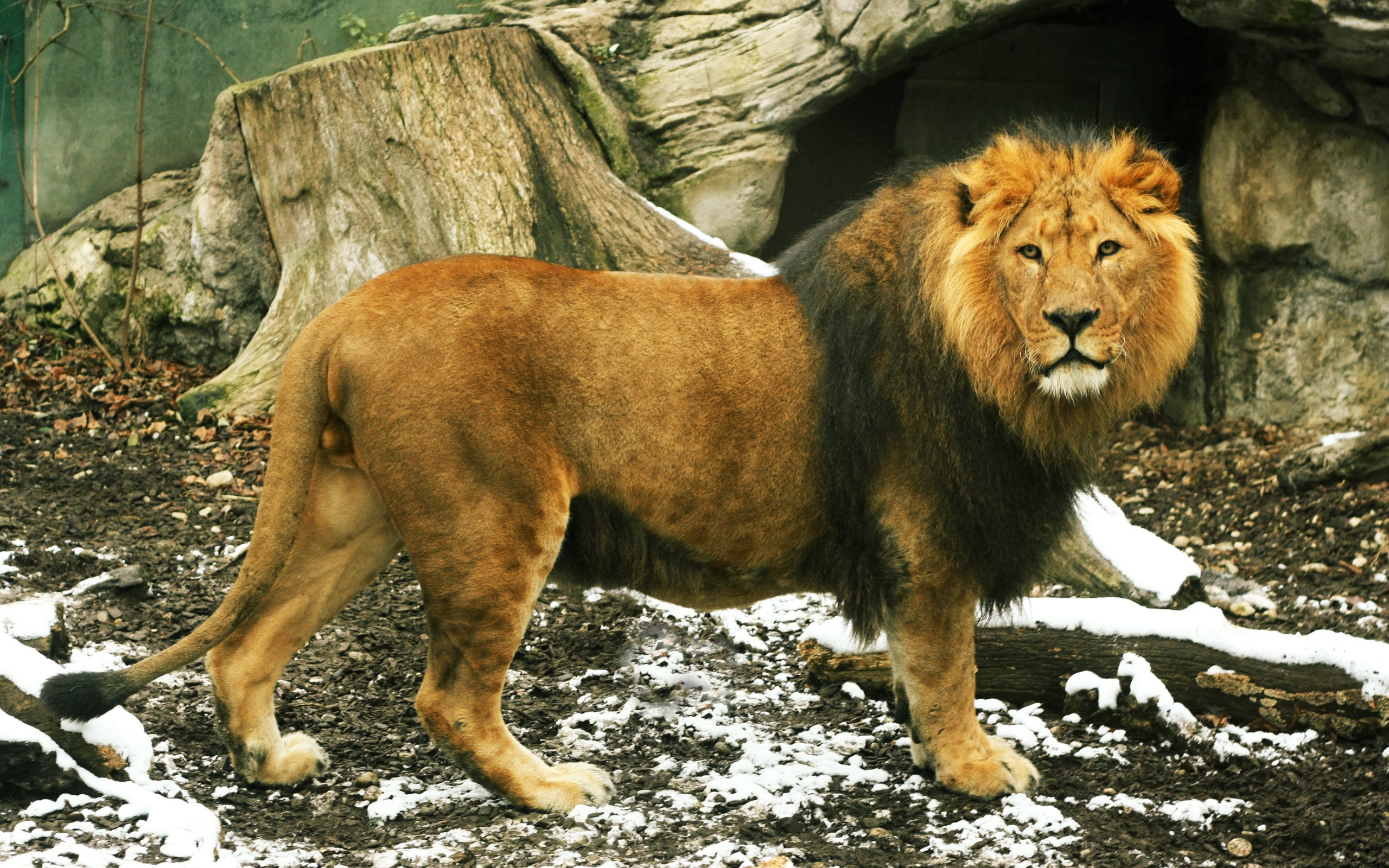 Lion with dark mane in a rocky enclosure HD Wallpaper