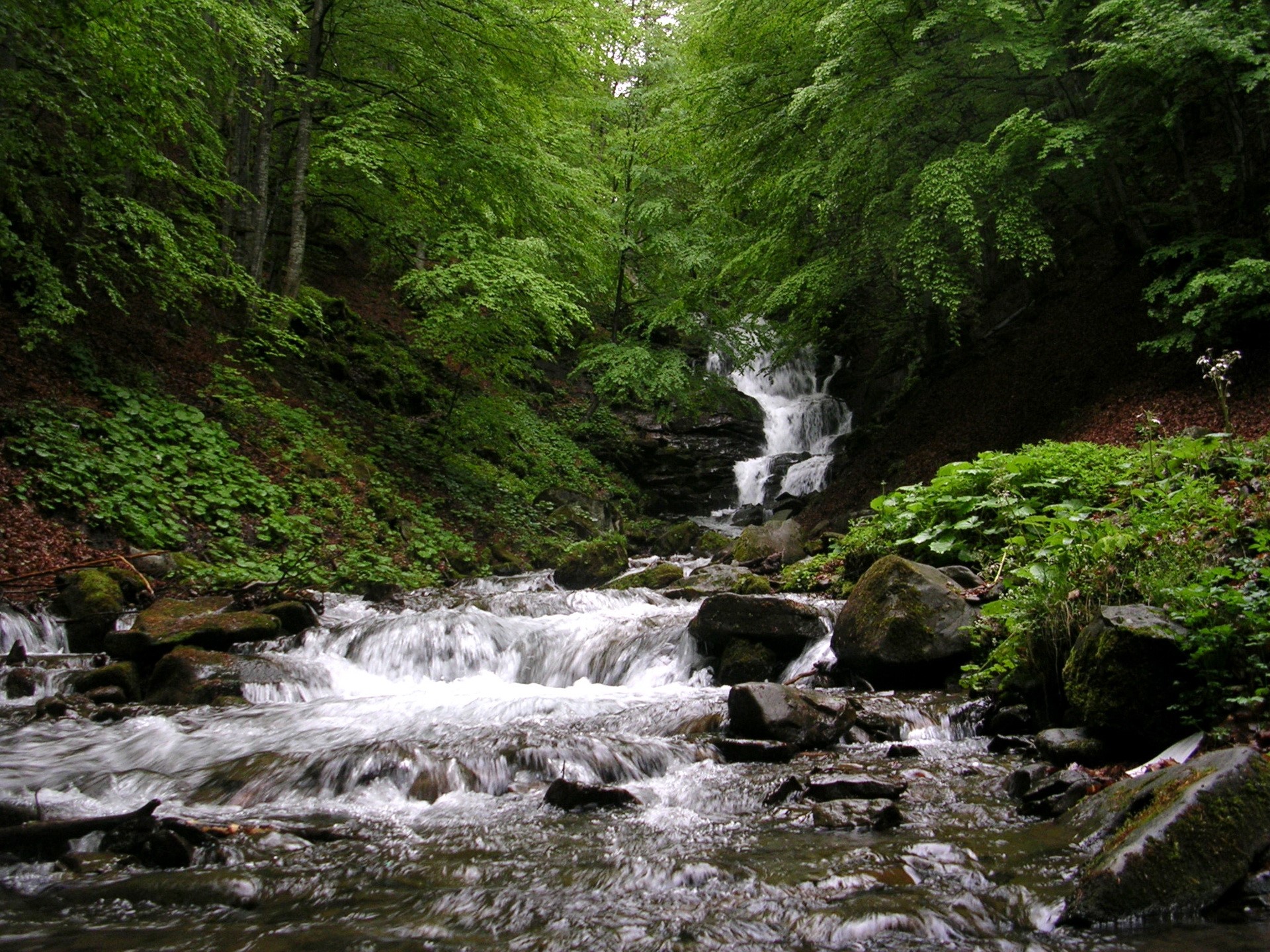 Waterfall in a lush green forest HD Wallpaper