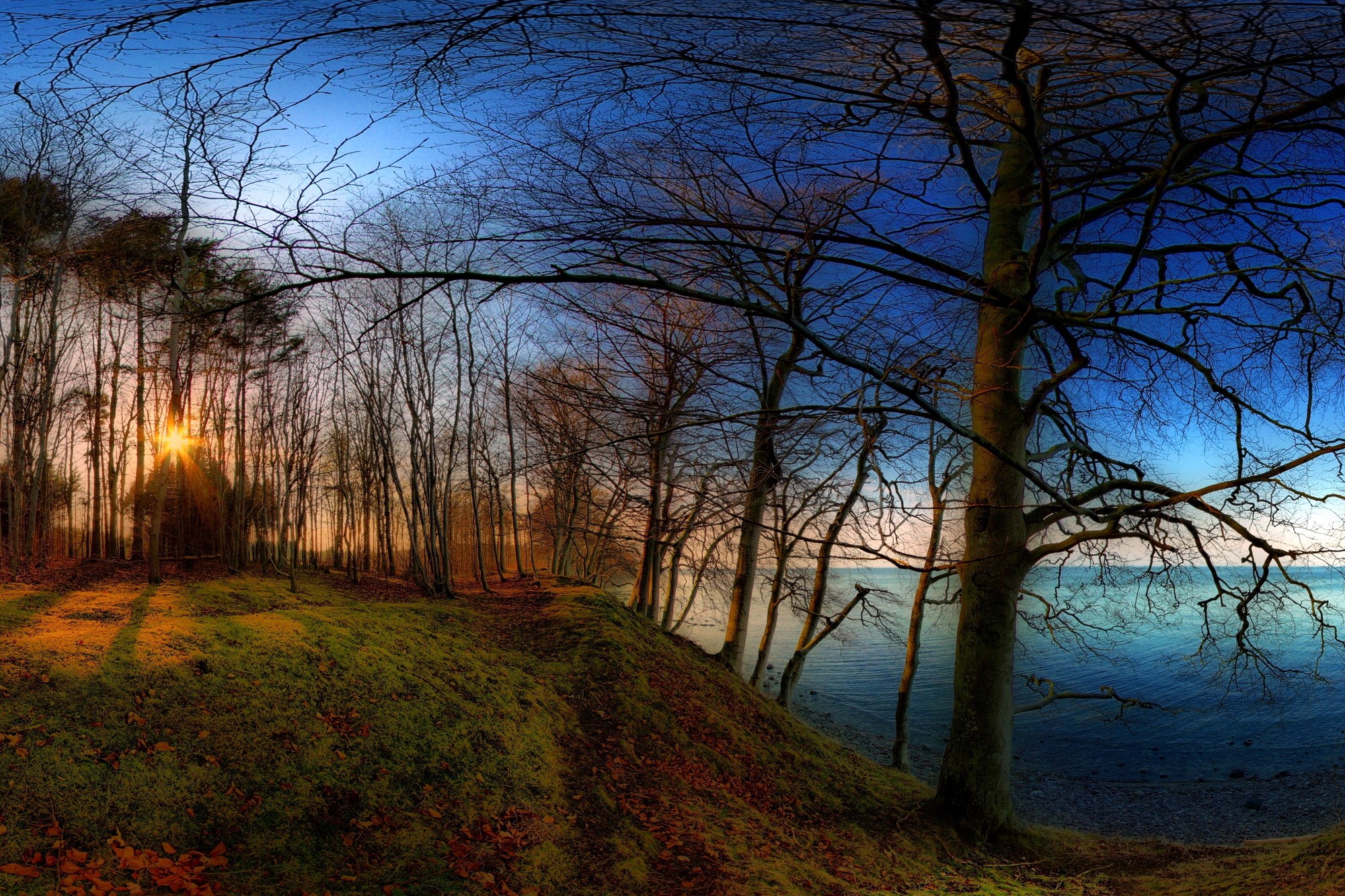 Bare trees by the sea at sunset HD Wallpaper