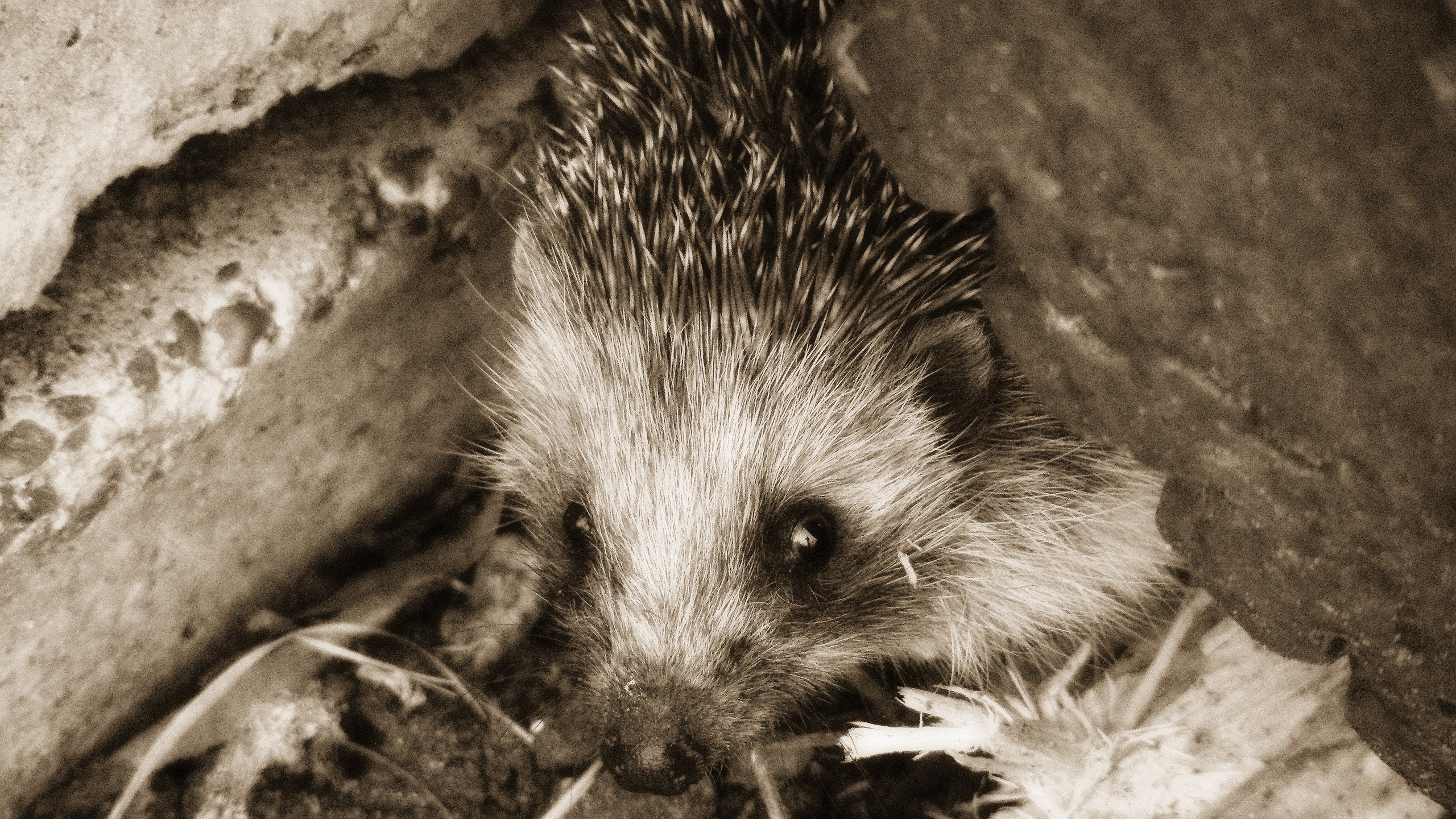 Hedgehog peeking from rocks HD Wallpaper