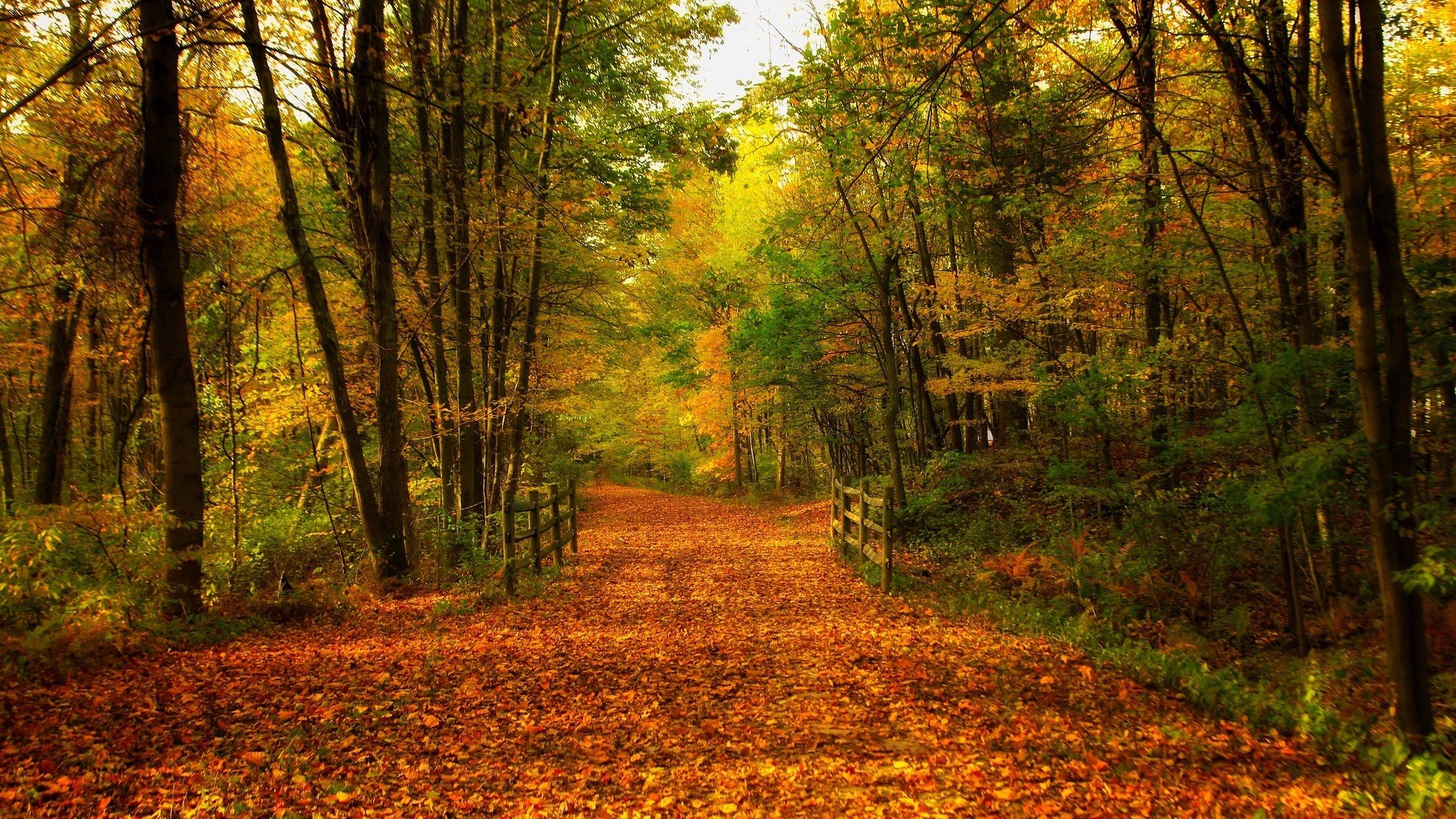 Autumn forest path covered in fallen leaves HD Wallpaper