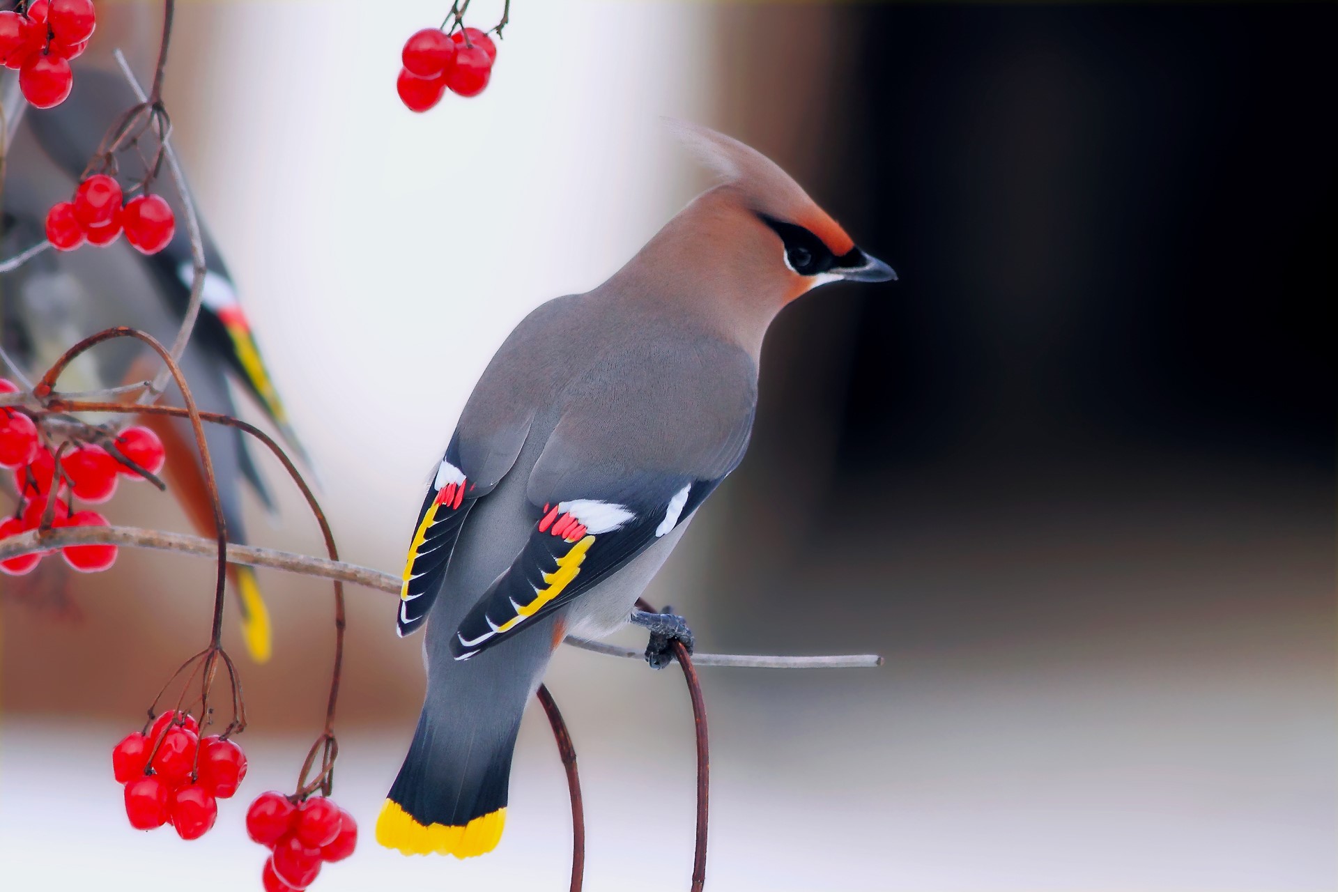 Bohemian Waxwing bird on a branch with red berries HD Wallpaper