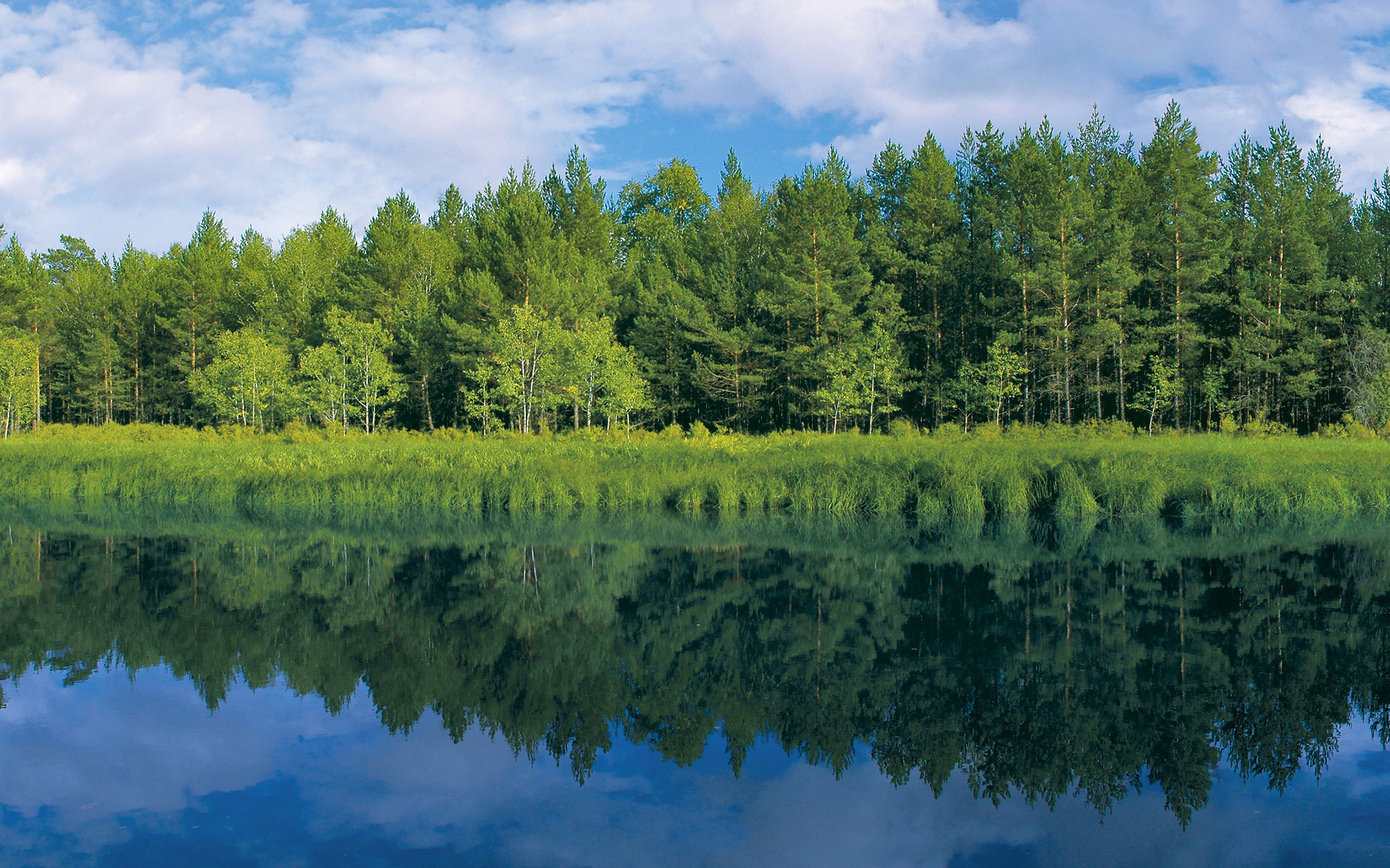 Forest reflected in a calm lake HD Wallpaper