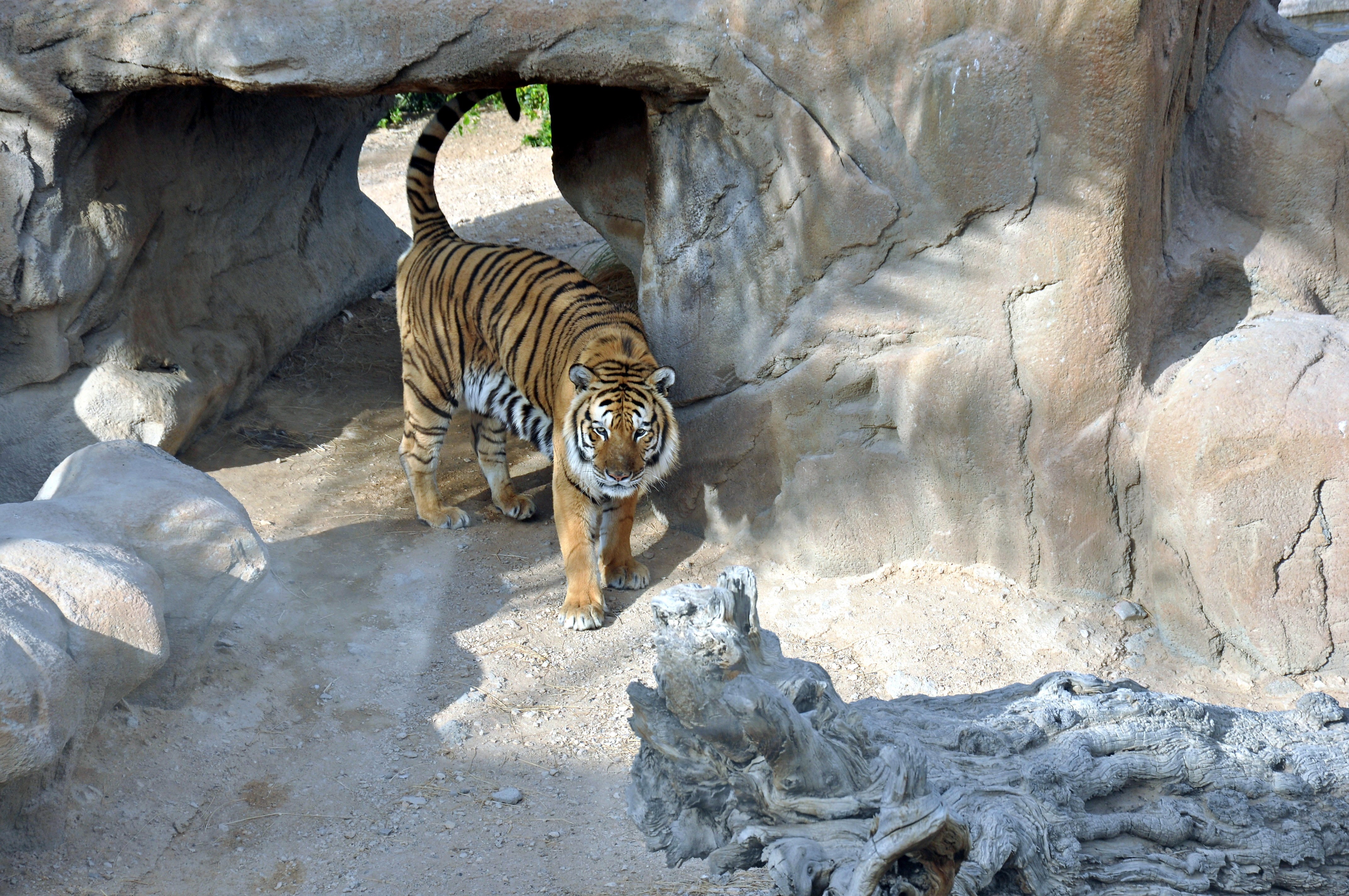 Tiger walking out of a cave HD Wallpaper