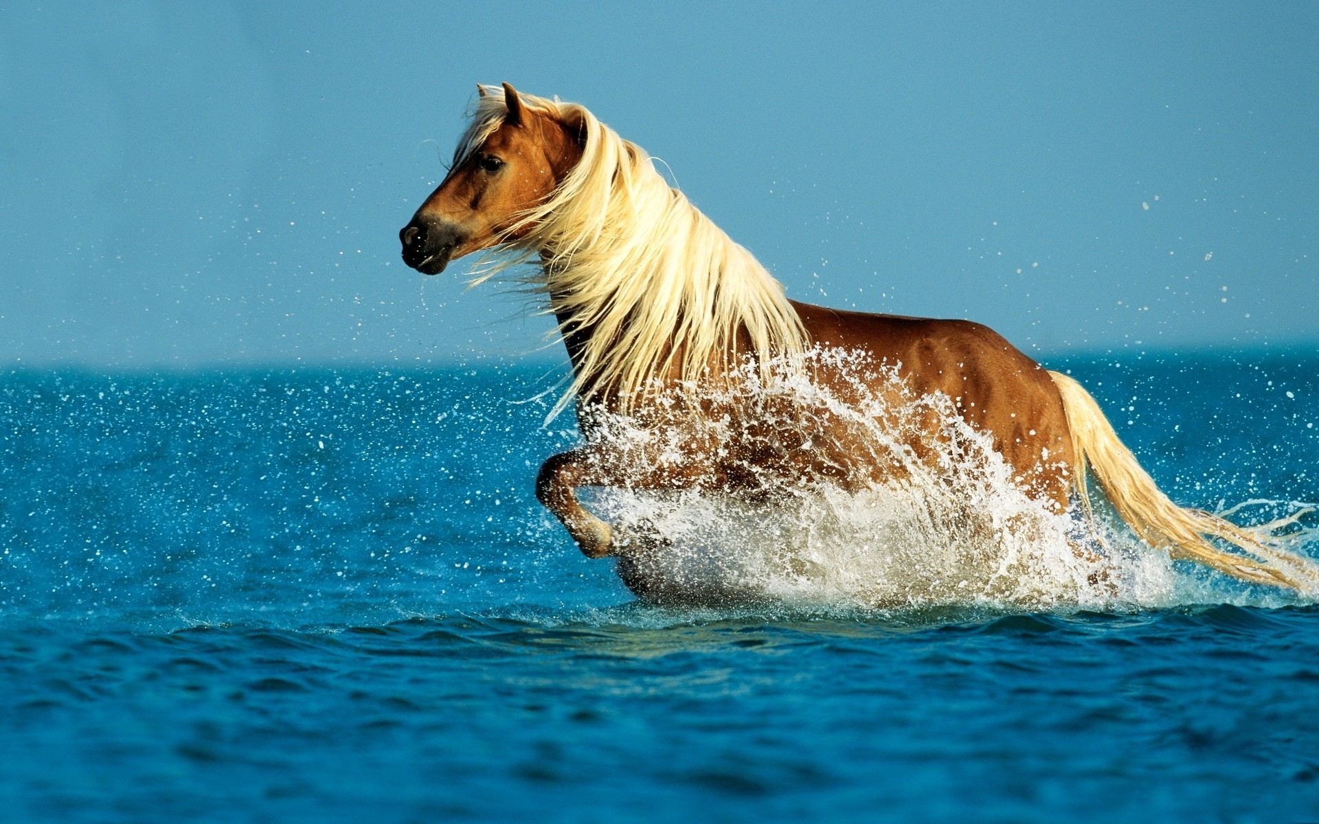 Brown horse with blonde mane running through water HD Wallpaper
