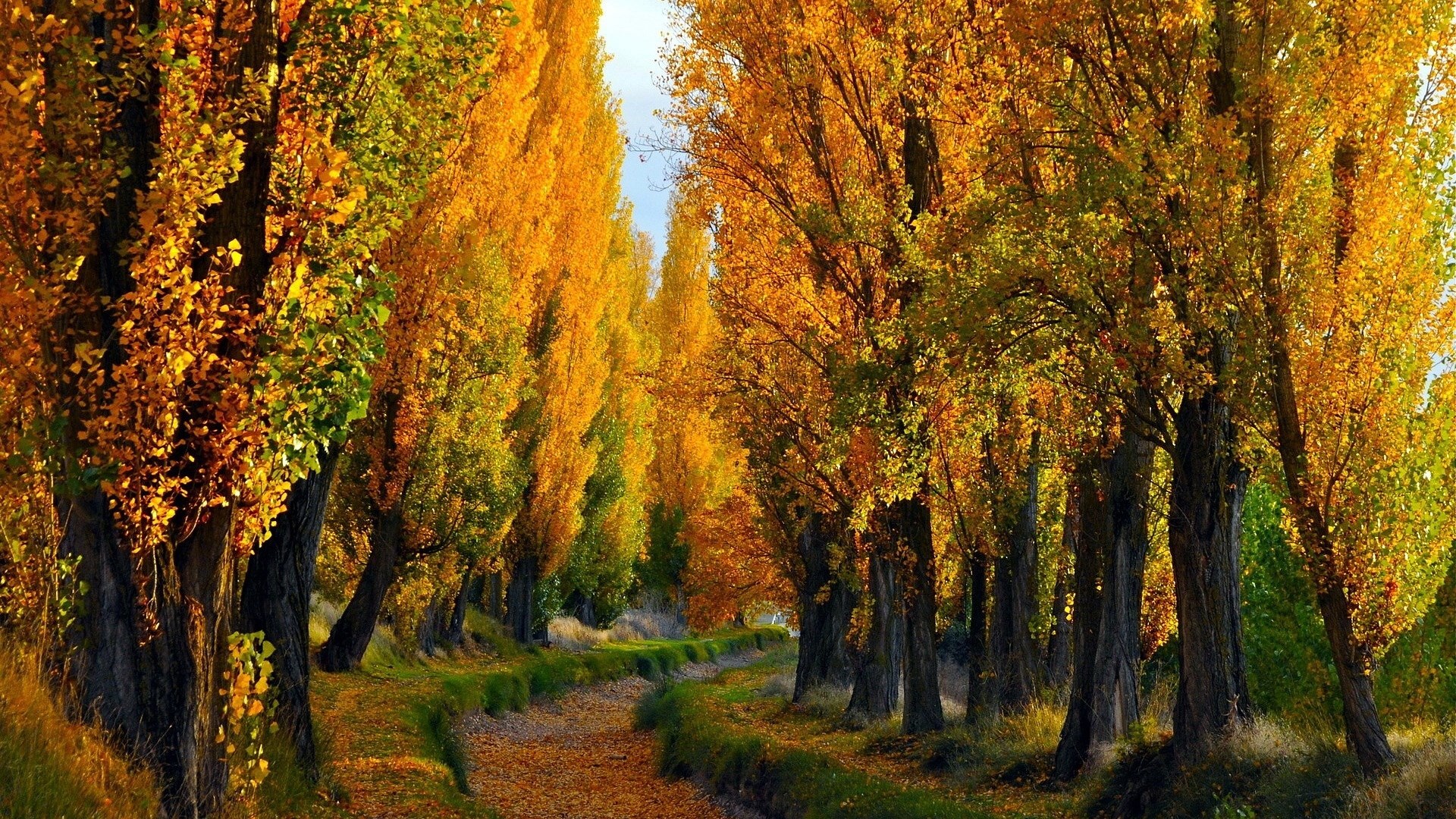 Autumn trees lining a winding path HD Wallpaper
