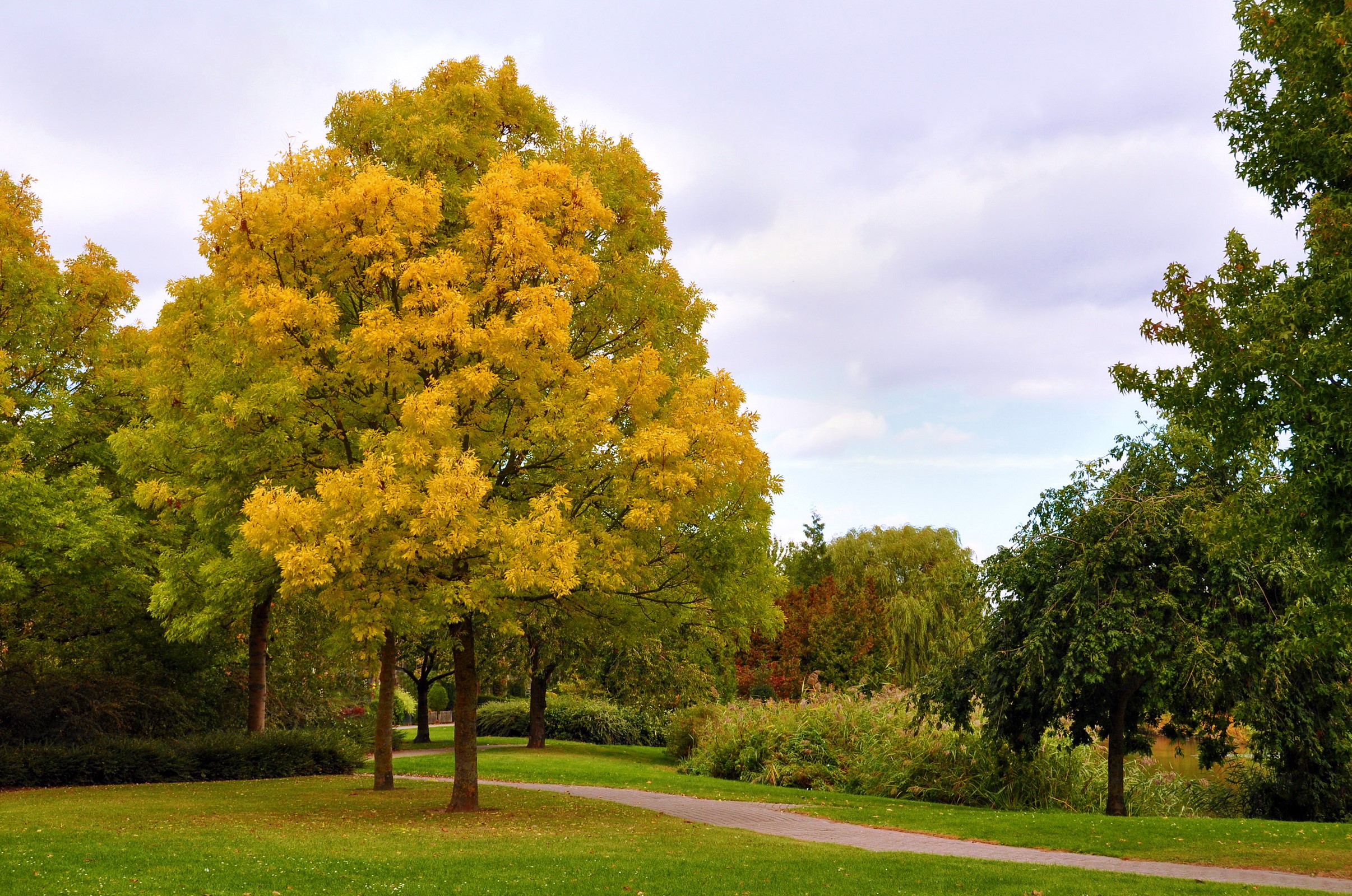 Park in Oud-Beijerland, Holland with Autumn Trees HD Wallpaper