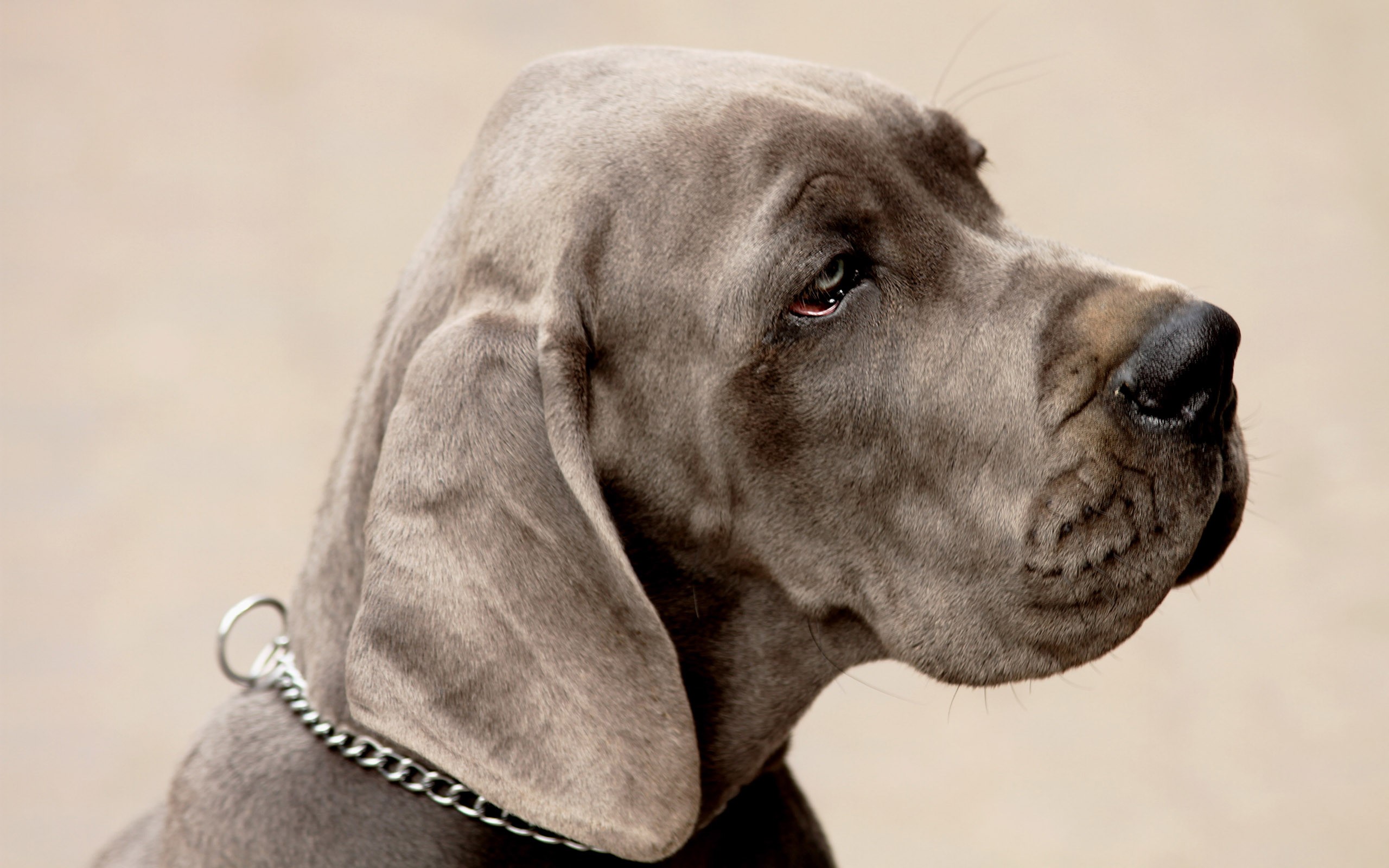Close-up of a blue Great Dane dog wearing a chain collar HD Wallpaper