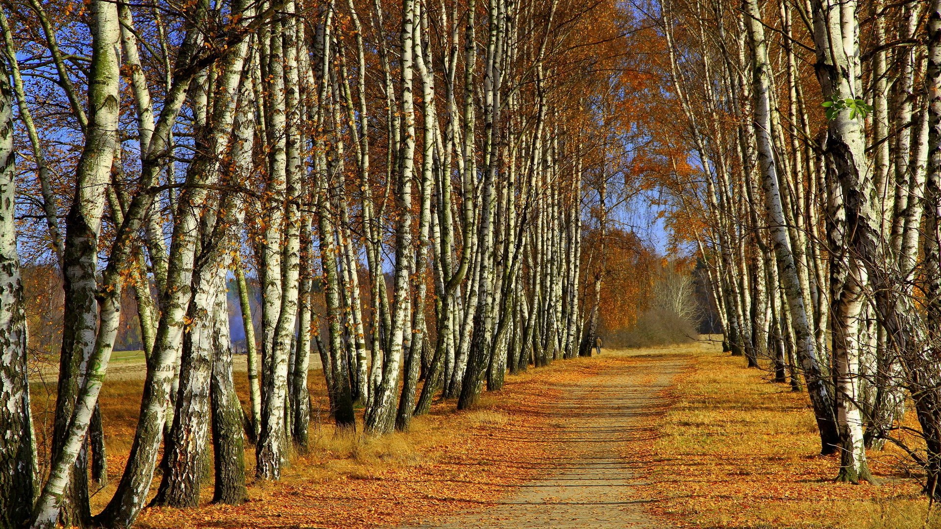 Autumn path lined with birch trees HD Wallpaper